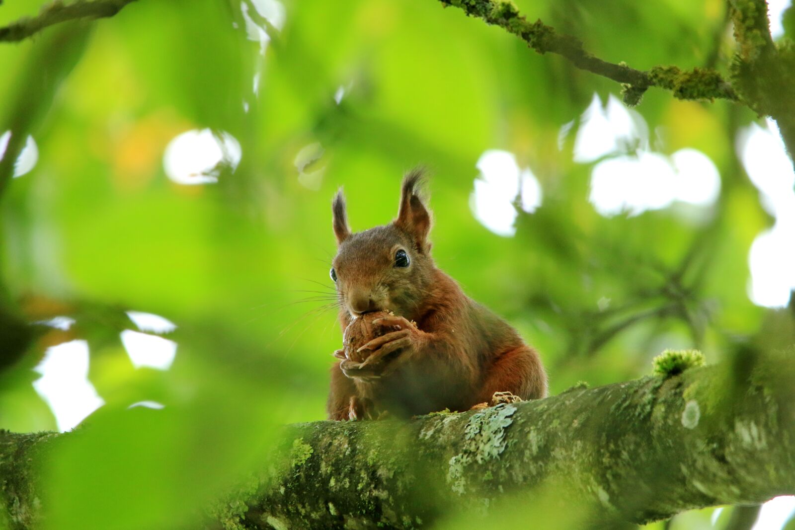 Canon EOS 70D sample photo. Squirrel, eat, walnut photography