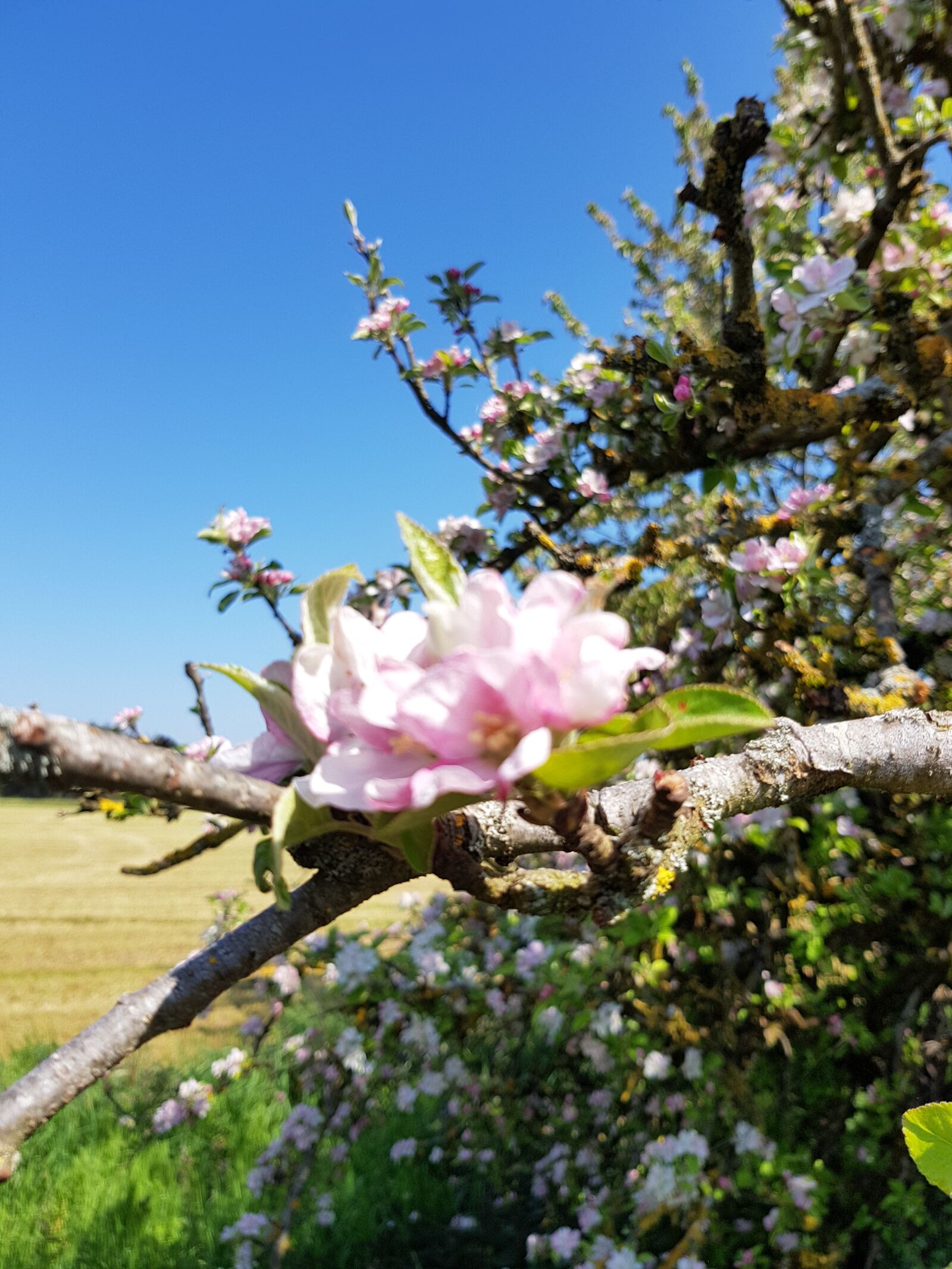 Samsung Galaxy S8 sample photo. Flower, plant, flowers photography