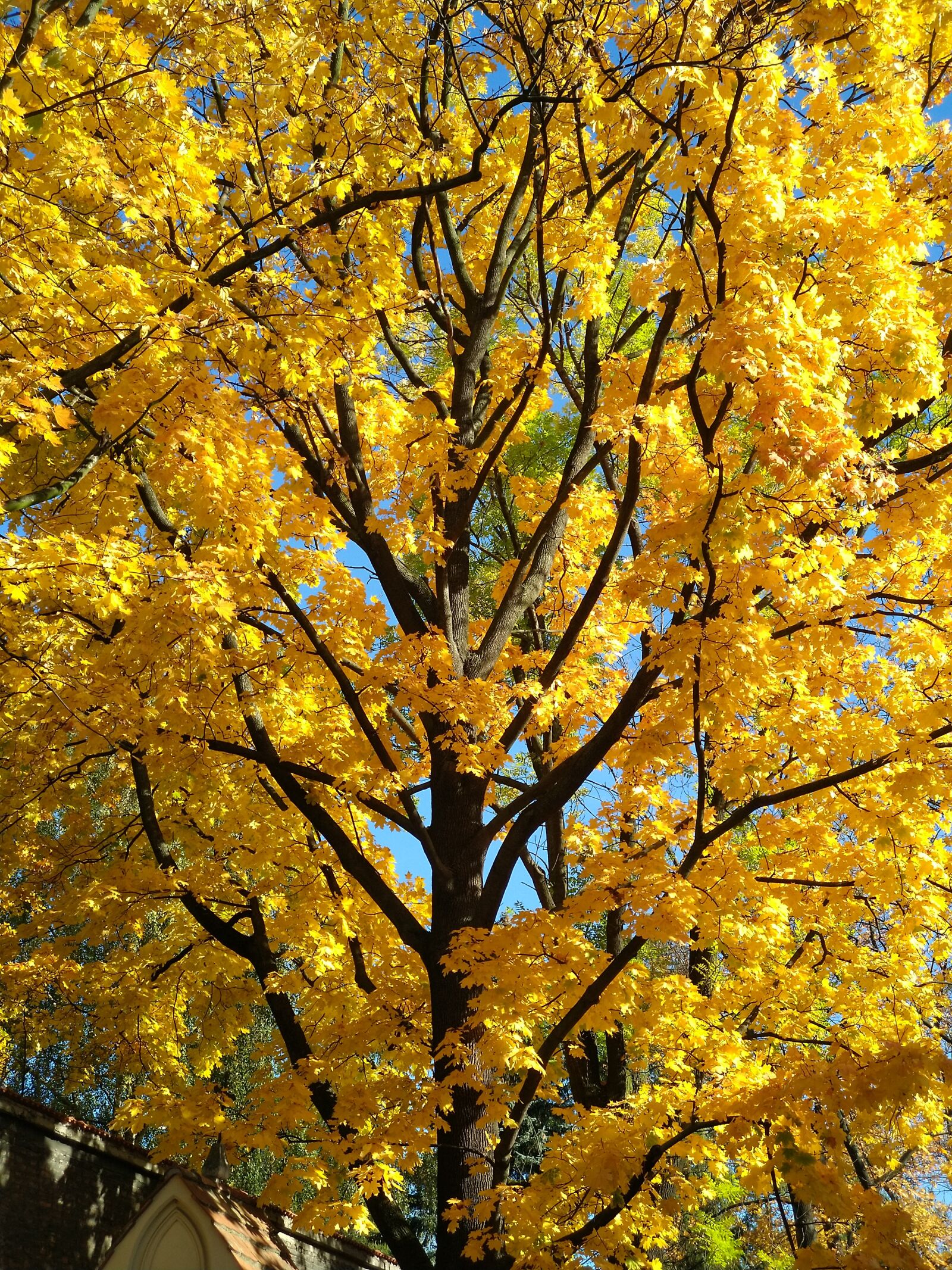 HMD Global Nokia 8 Sirocco sample photo. Autumn, foliage, tree photography
