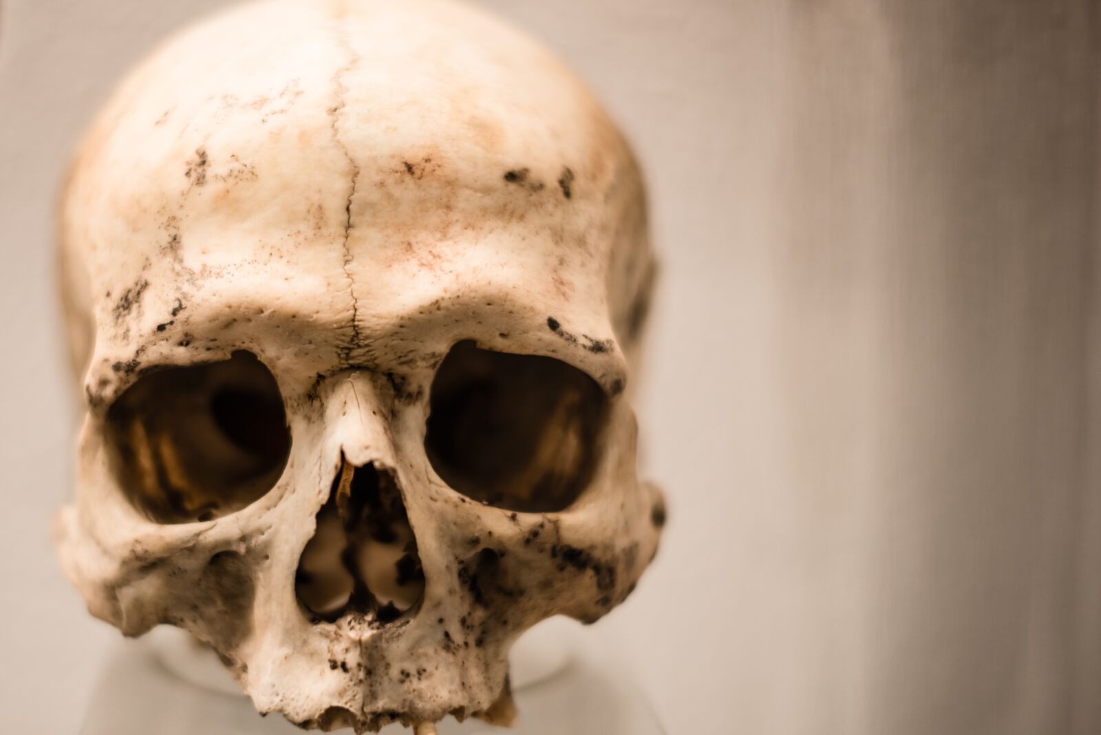 Nikon D800 sample photo. Skull, human, horror photography