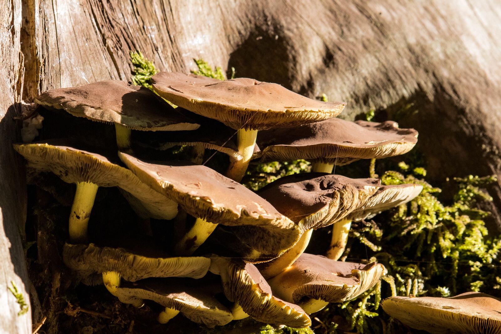 Canon EF-S 55-250mm F4-5.6 IS STM sample photo. Mushrooms, tree, nature photography