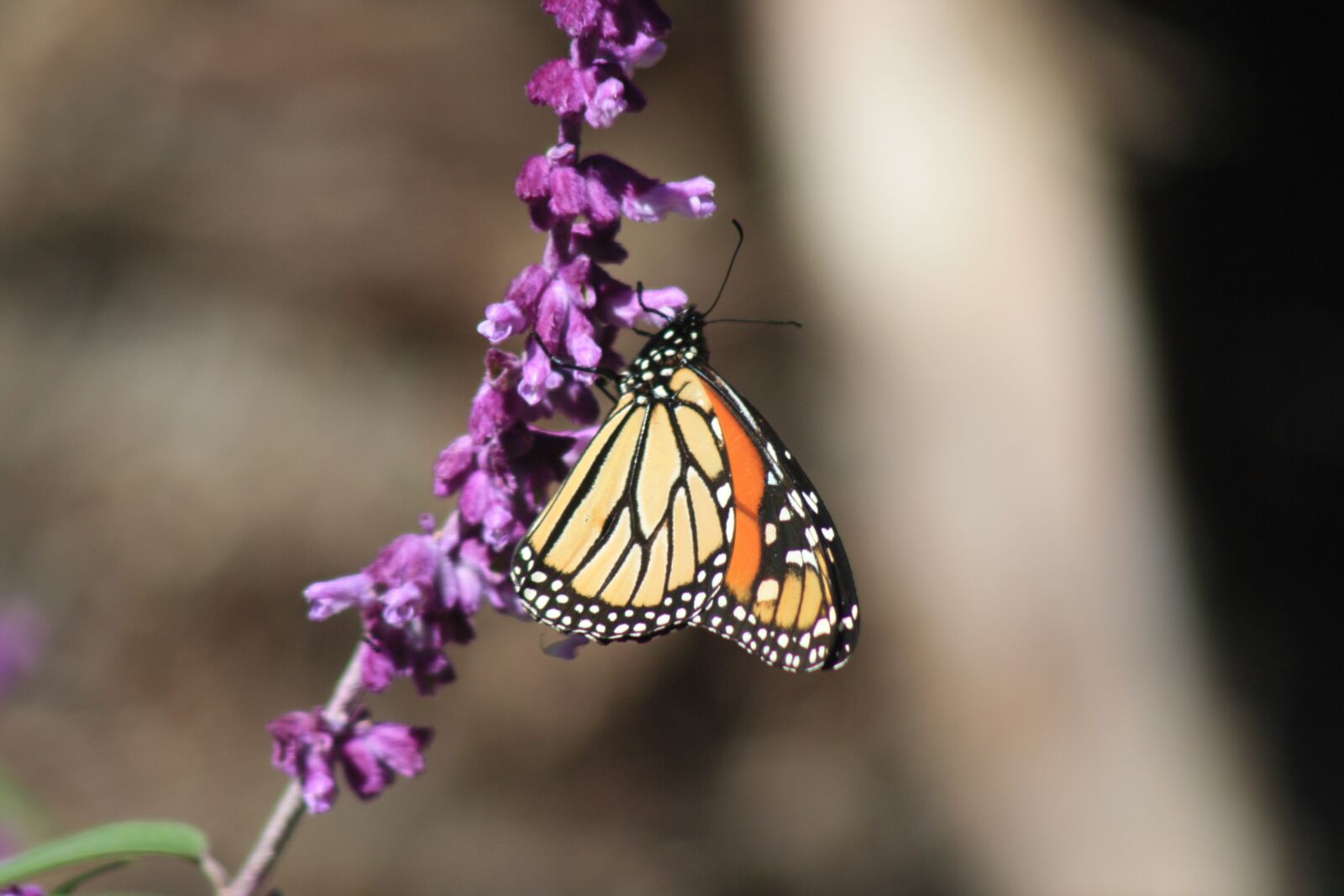 Canon EOS 1000D (EOS Digital Rebel XS / EOS Kiss F) sample photo. Butterfly, new zealand, gisborne photography