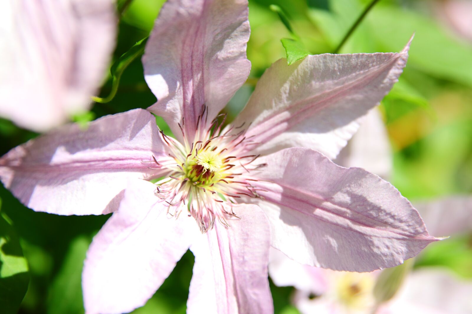 Canon EOS 80D + Canon EF 24-70mm F2.8L II USM sample photo. Clematis, flower, plant photography
