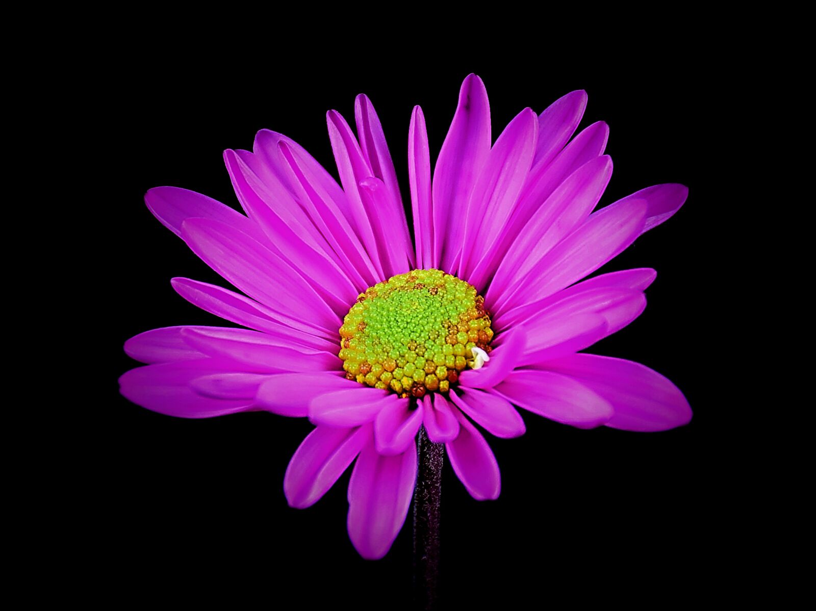 Nikon D5500 sample photo. Daisy, flower, floral photography