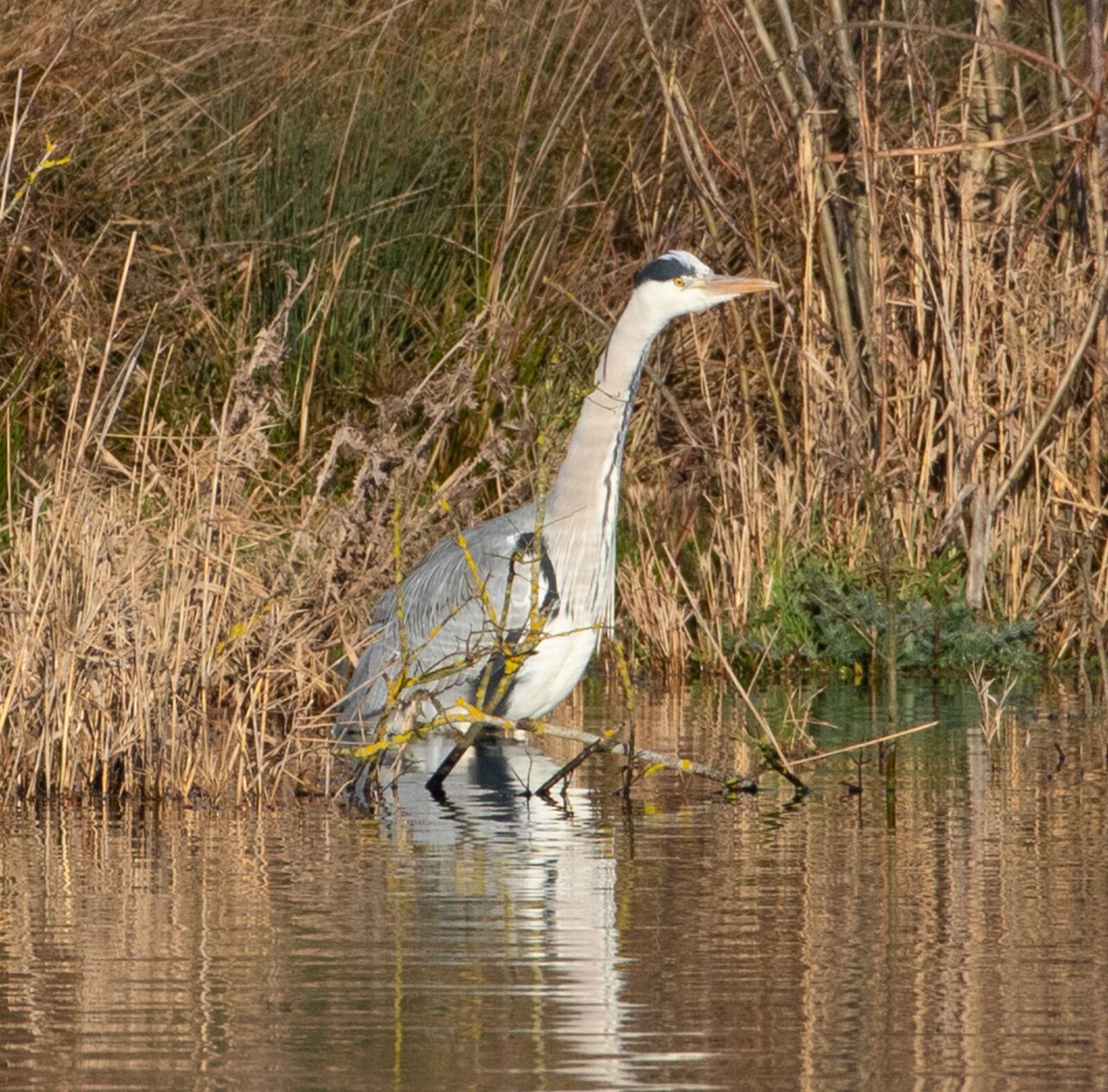 Canon EOS 7D Mark II sample photo. Blue heron, grey heron photography