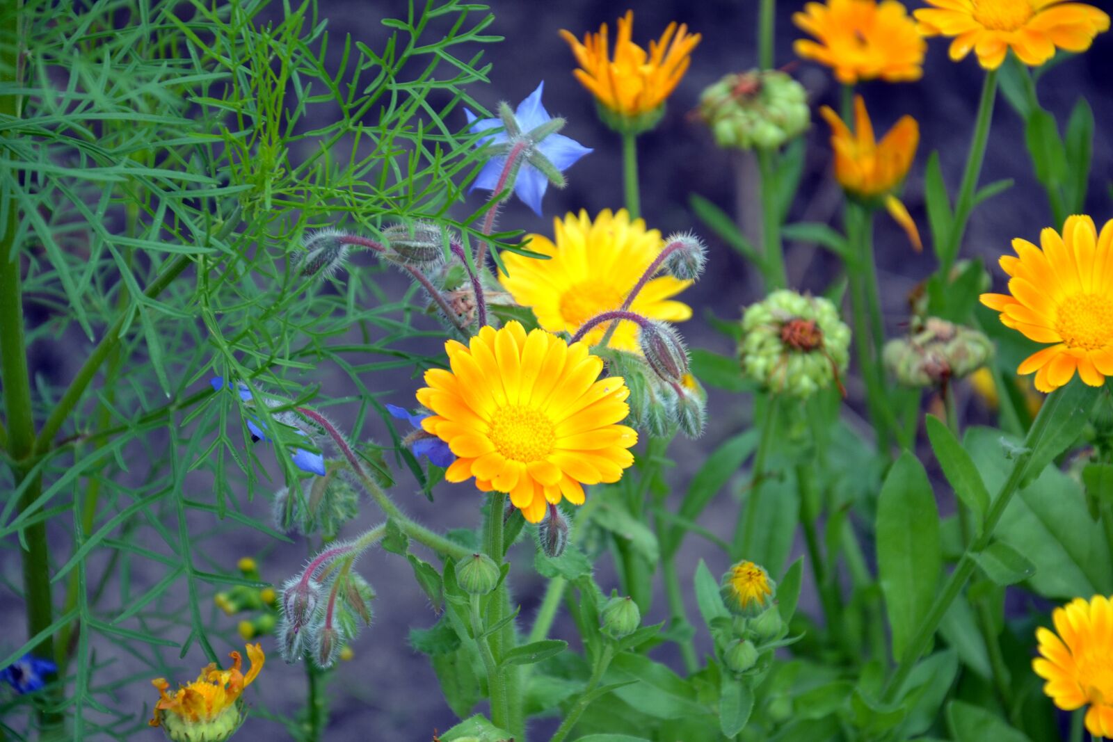 Nikon D3100 sample photo. Calendula, flowers, summer photography