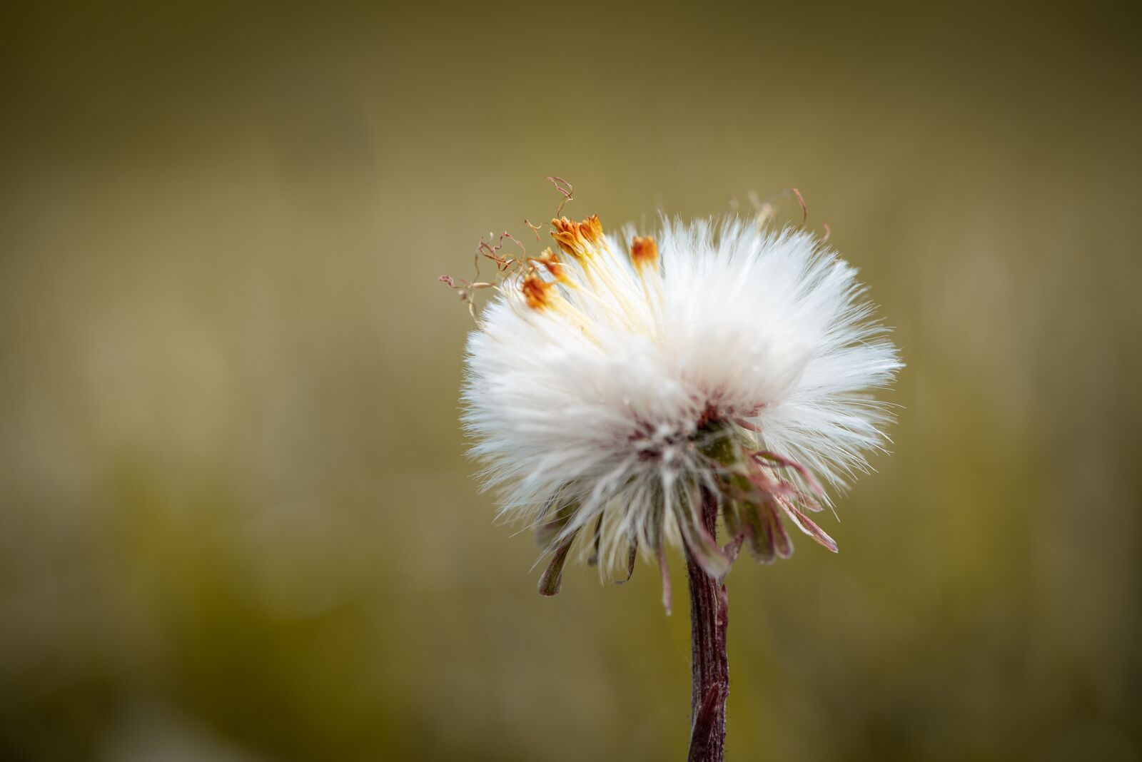 Nikon D750 sample photo. Flying seeds, seeds, blossom photography