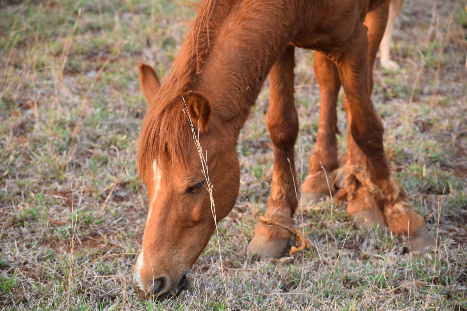 Nikon D5300 sample photo. Horse, wild horse, animal photography