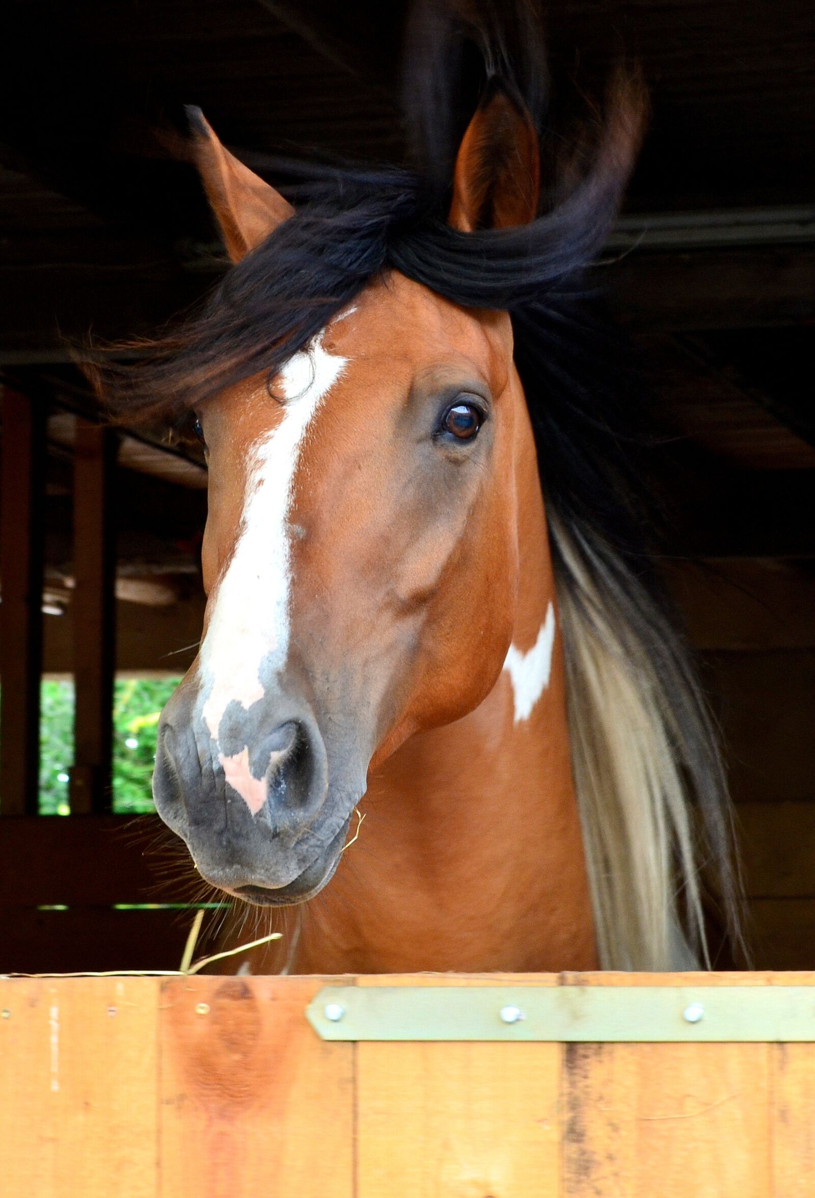 Nikon D5100 sample photo. Andalusian quater horse, horse photography