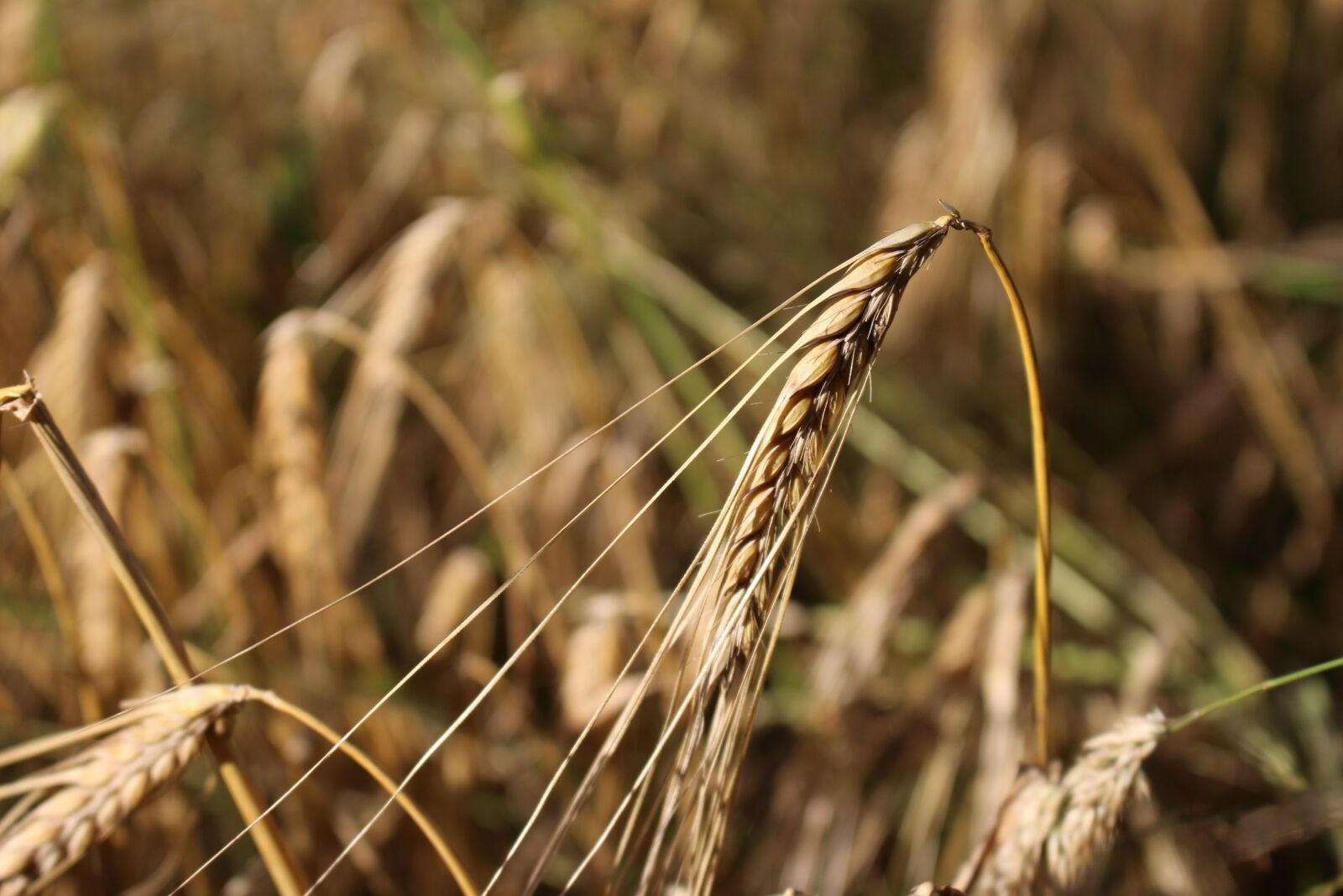 Canon EOS 100D (EOS Rebel SL1 / EOS Kiss X7) sample photo. Barley, cereals, field photography