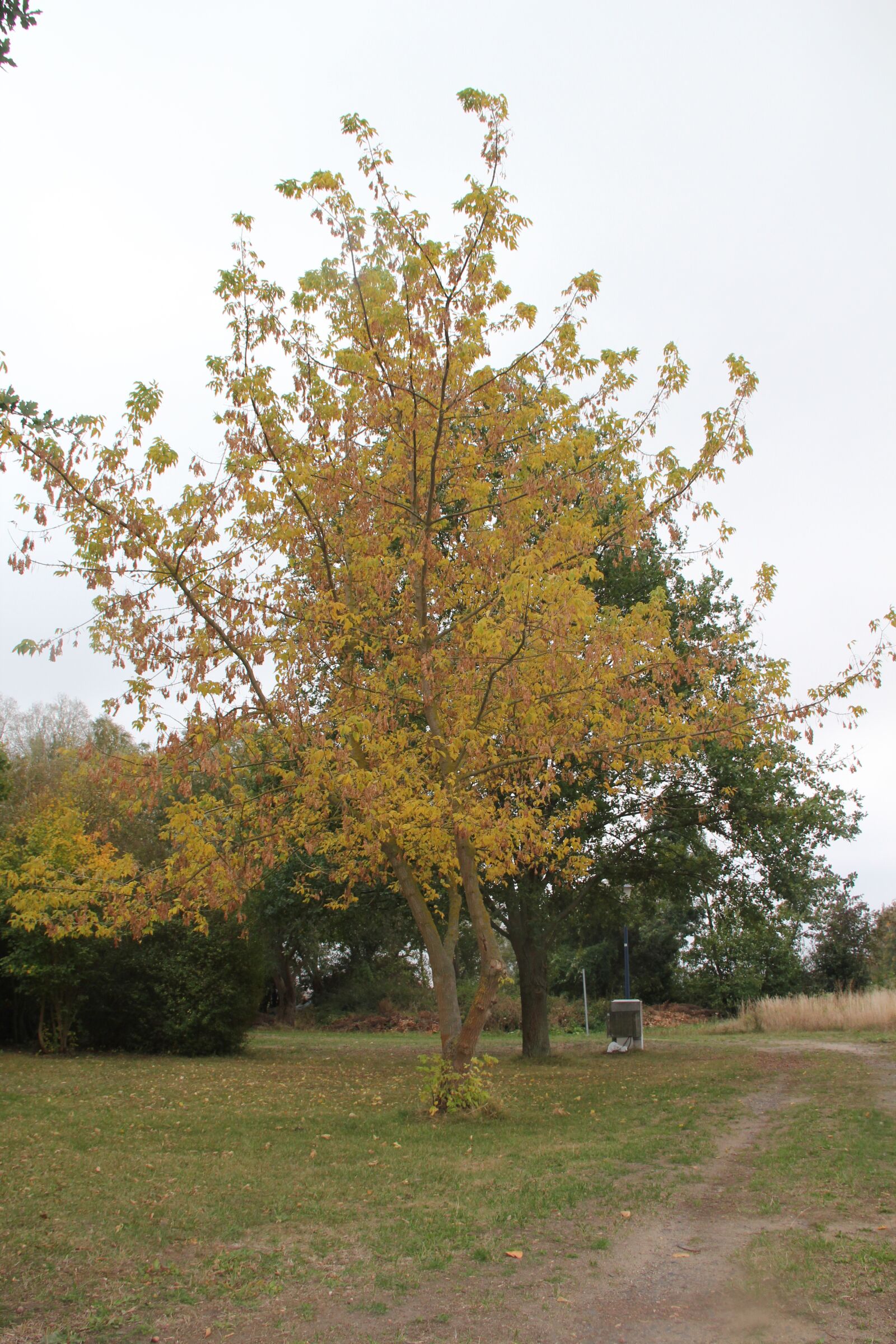 Canon EOS 550D (EOS Rebel T2i / EOS Kiss X4) sample photo. Baum, herbst, natur photography