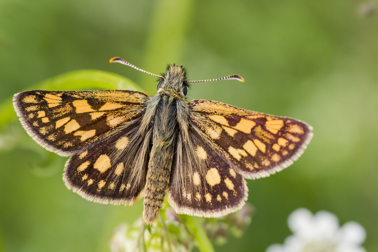 Canon EOS 550D (EOS Rebel T2i / EOS Kiss X4) sample photo. Chequered skipper, carterocephalus palaemon photography