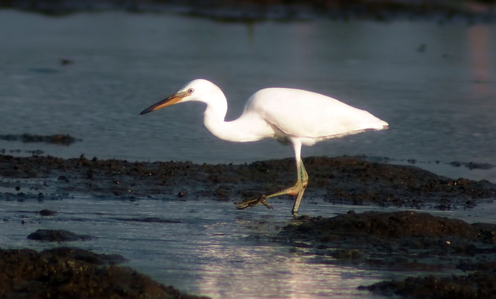 Tokina SD 400mm f/5.6 sample photo. Chinese egret, migratory, wild photography