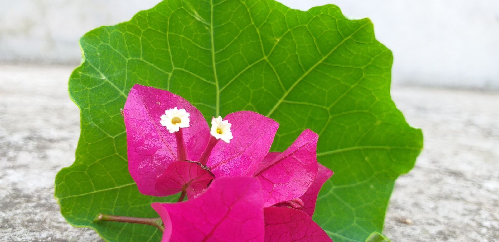 Samsung Galaxy J6+ sample photo. Flower, environment, nature photography