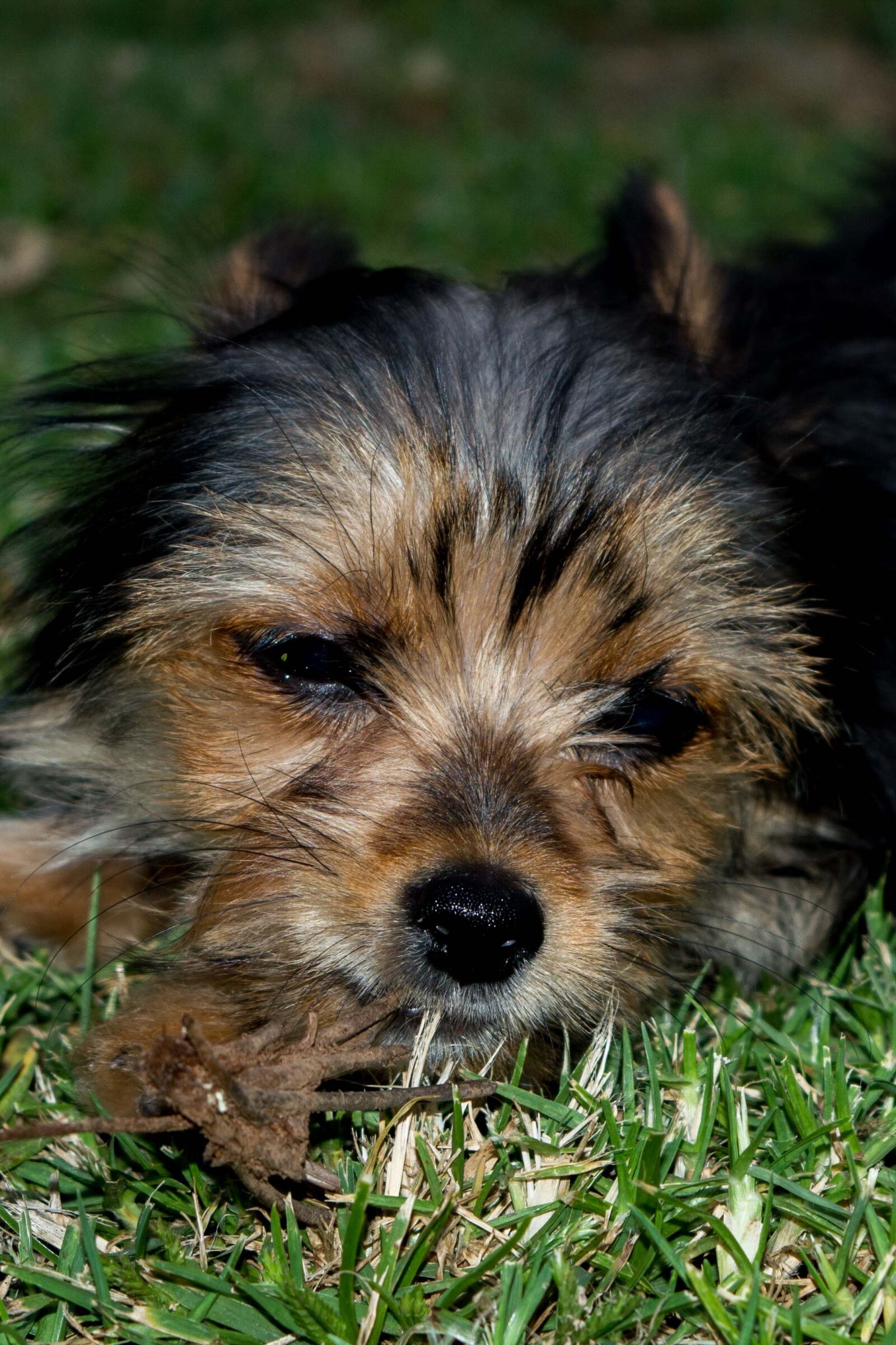 Nikon D5200 sample photo. Dog, cute, animal photography