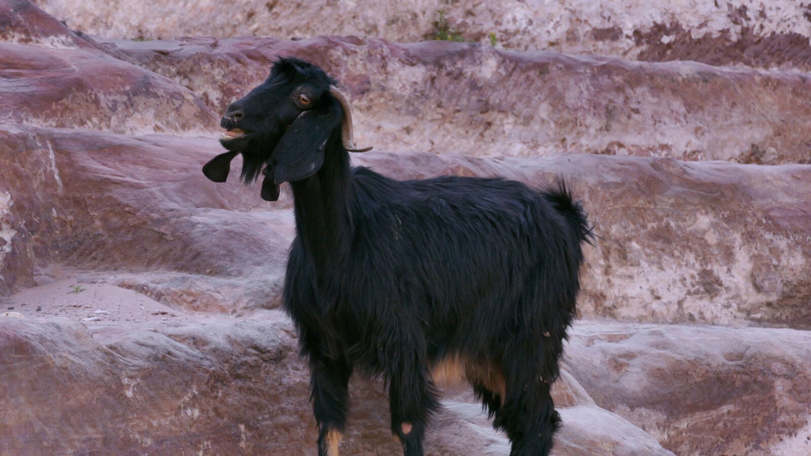Panasonic Lumix DMC-FZ1000 sample photo. Goat mountain, ram, jordan photography