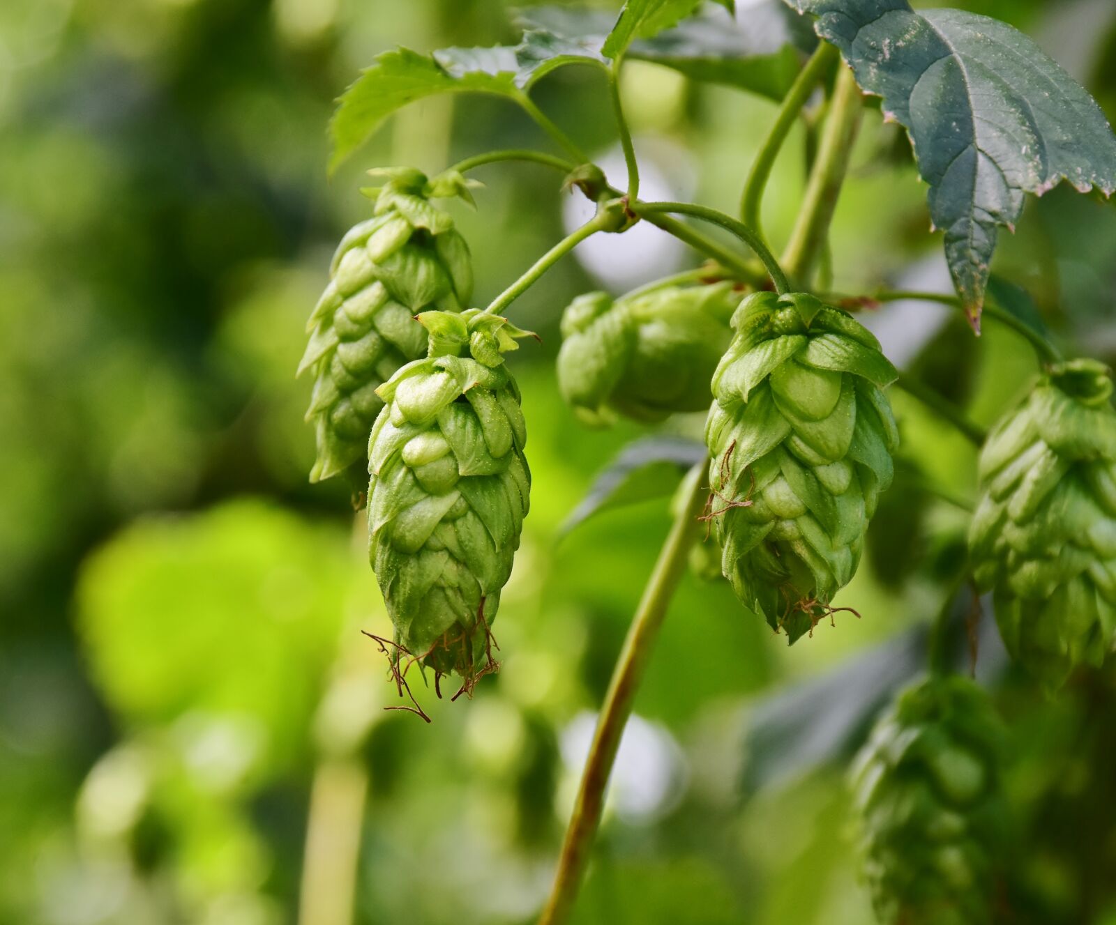 Nikon D7200 sample photo. Hops, umbel, growth photography