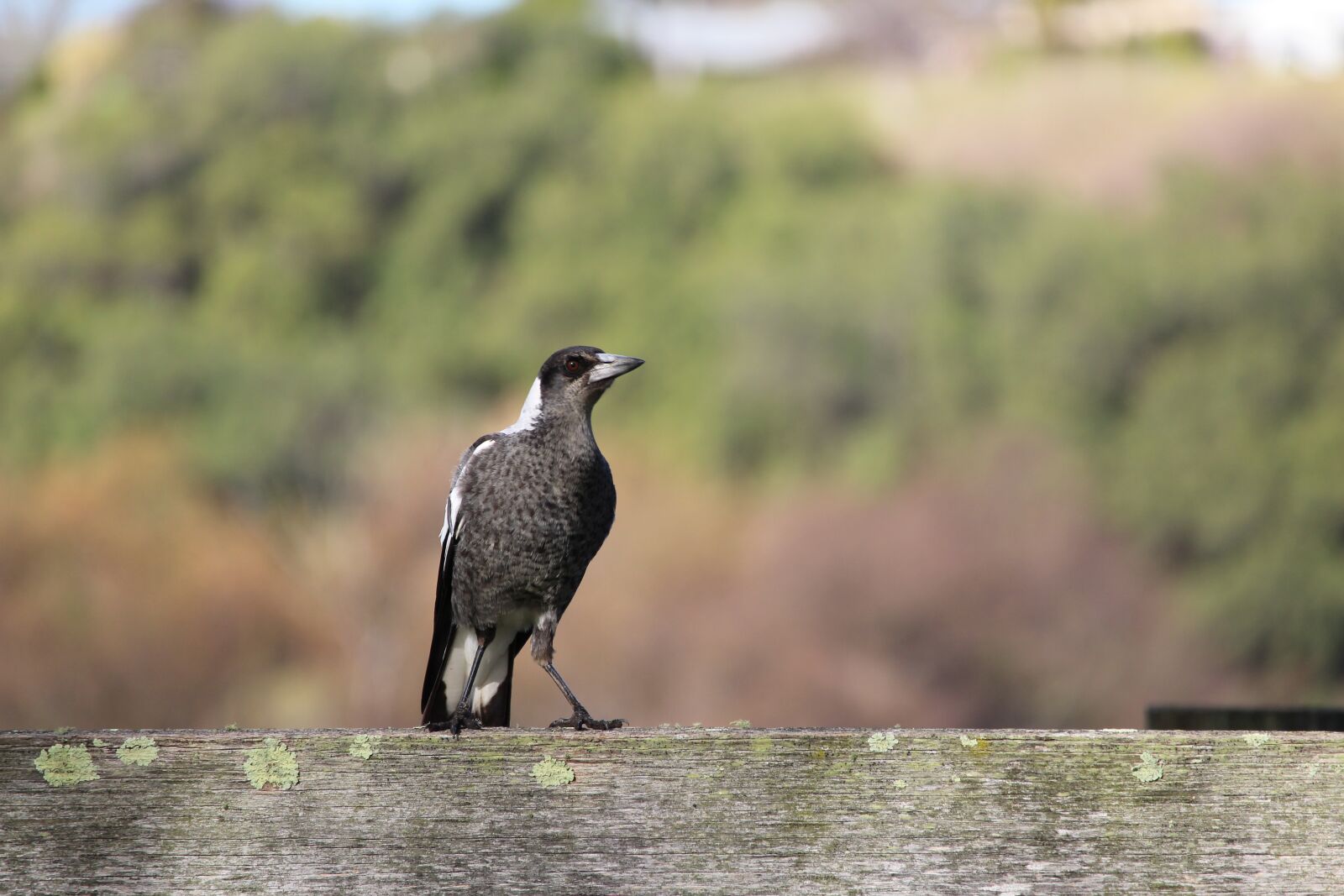 Canon EF-S 55-250mm F4-5.6 IS STM sample photo. Magpie, baby, young photography