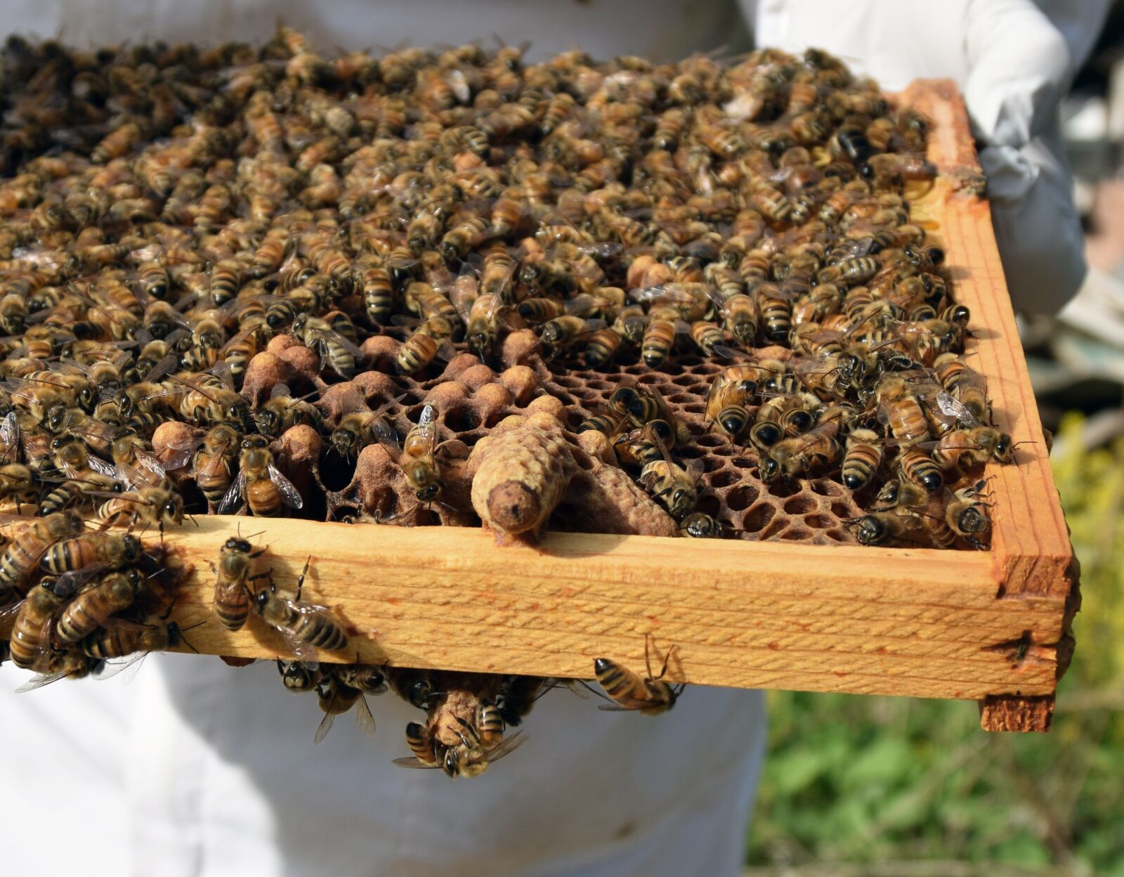 Nikon D5300 sample photo. Queen cell, capped, honeybee photography