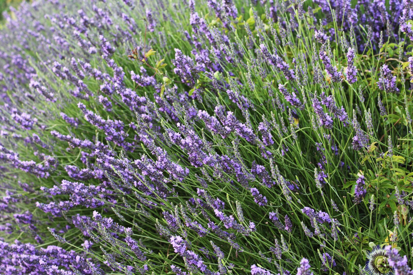 Canon EOS 1200D (EOS Rebel T5 / EOS Kiss X70 / EOS Hi) sample photo. Lavender, provence, france photography