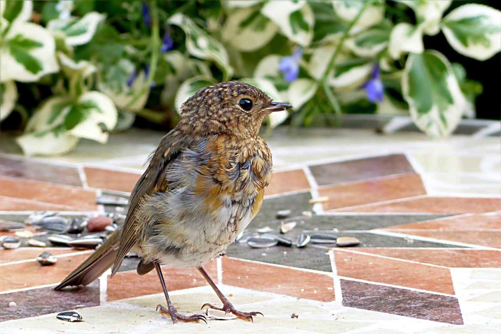 Panasonic Lumix DMC-FZ200 sample photo. Animal, bird, robin photography