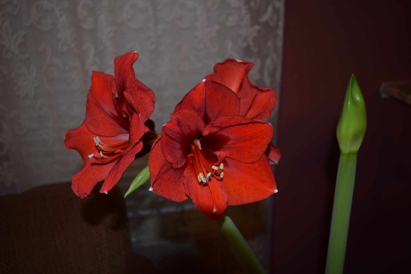 Nikon D3300 sample photo. Flower, flora, nature photography