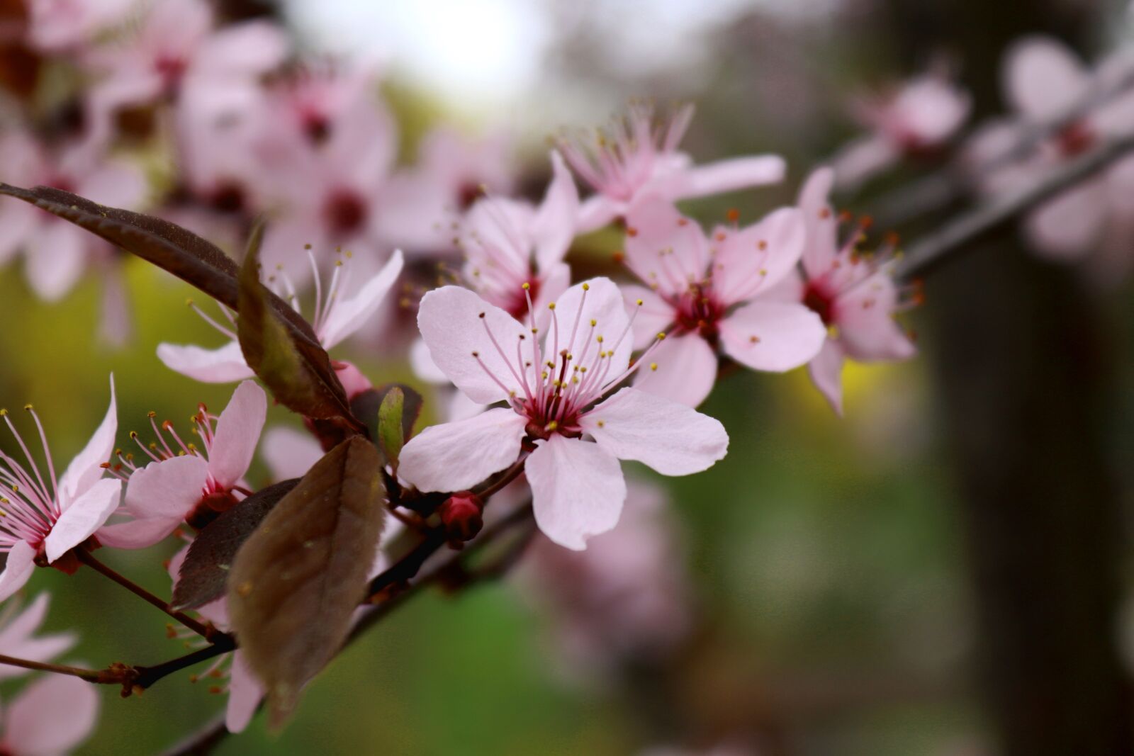 Canon EOS 200D (EOS Rebel SL2 / EOS Kiss X9) sample photo. Blossom, bloom, cherry blossom photography