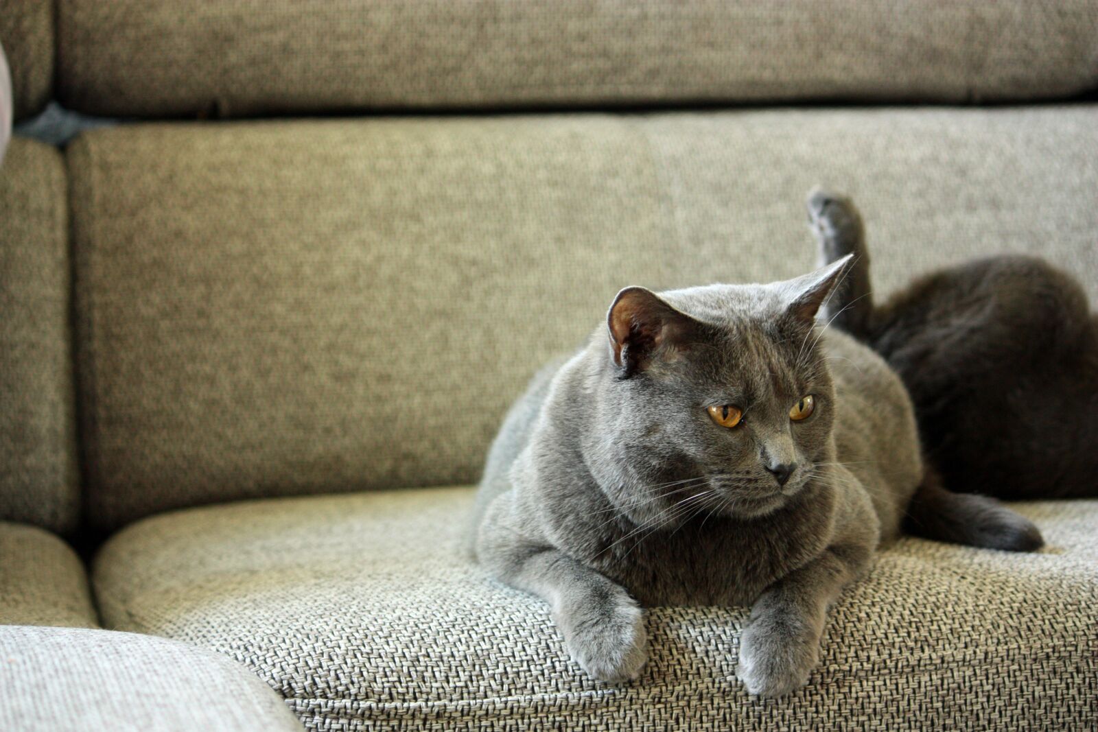 Canon EOS 450D (EOS Rebel XSi / EOS Kiss X2) sample photo. Chartreux, cat, animals photography