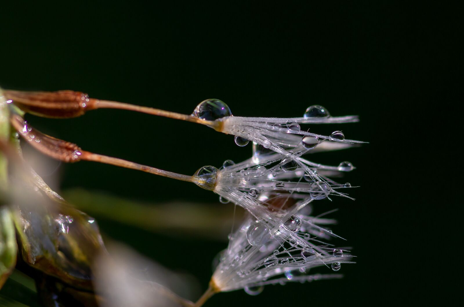 Canon EOS 750D (EOS Rebel T6i / EOS Kiss X8i) sample photo. Drip, dandelion seeds, raindrop photography