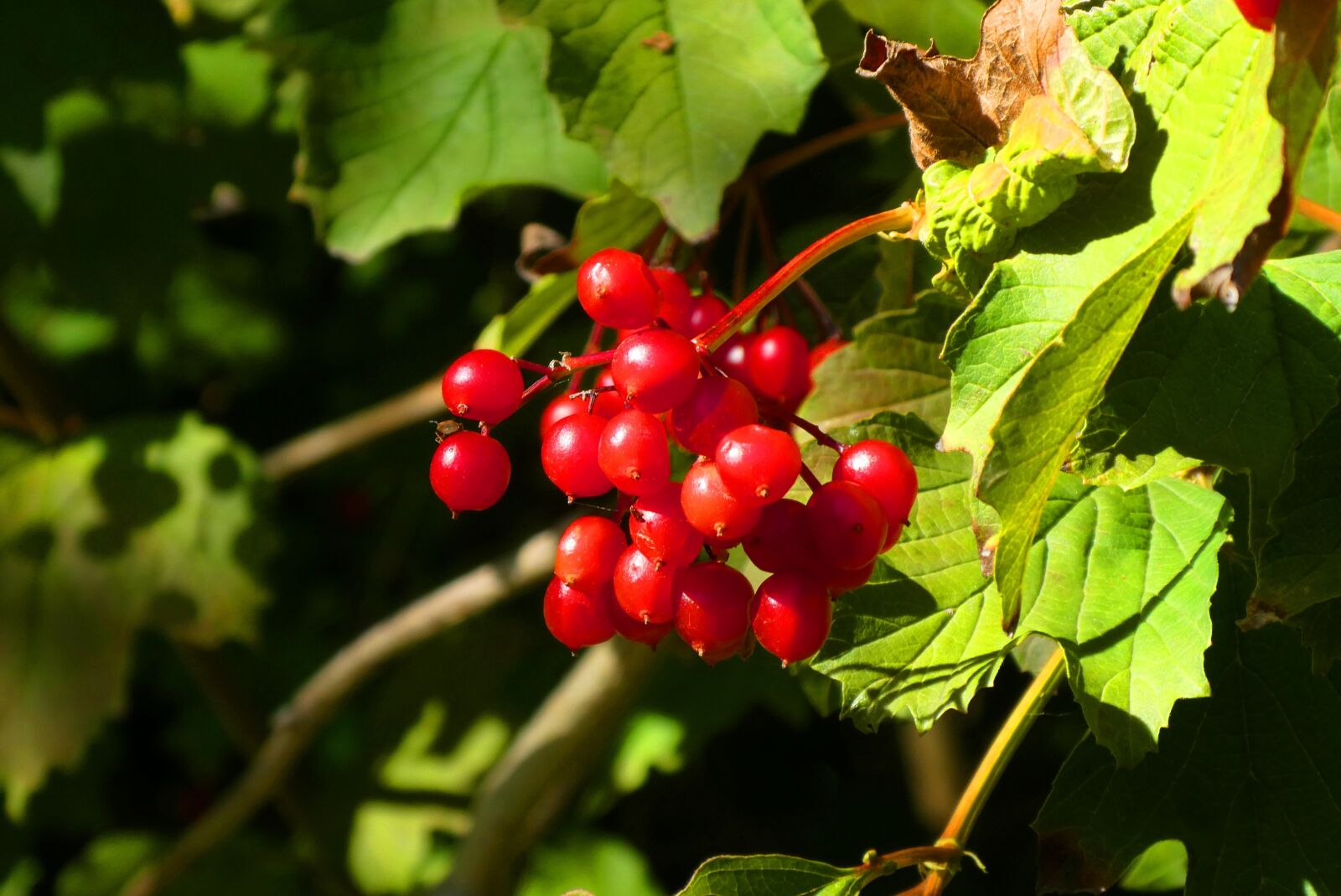 Panasonic Lumix DC-ZS70 (Lumix DC-TZ90) sample photo. Berries, forest, autumn photography