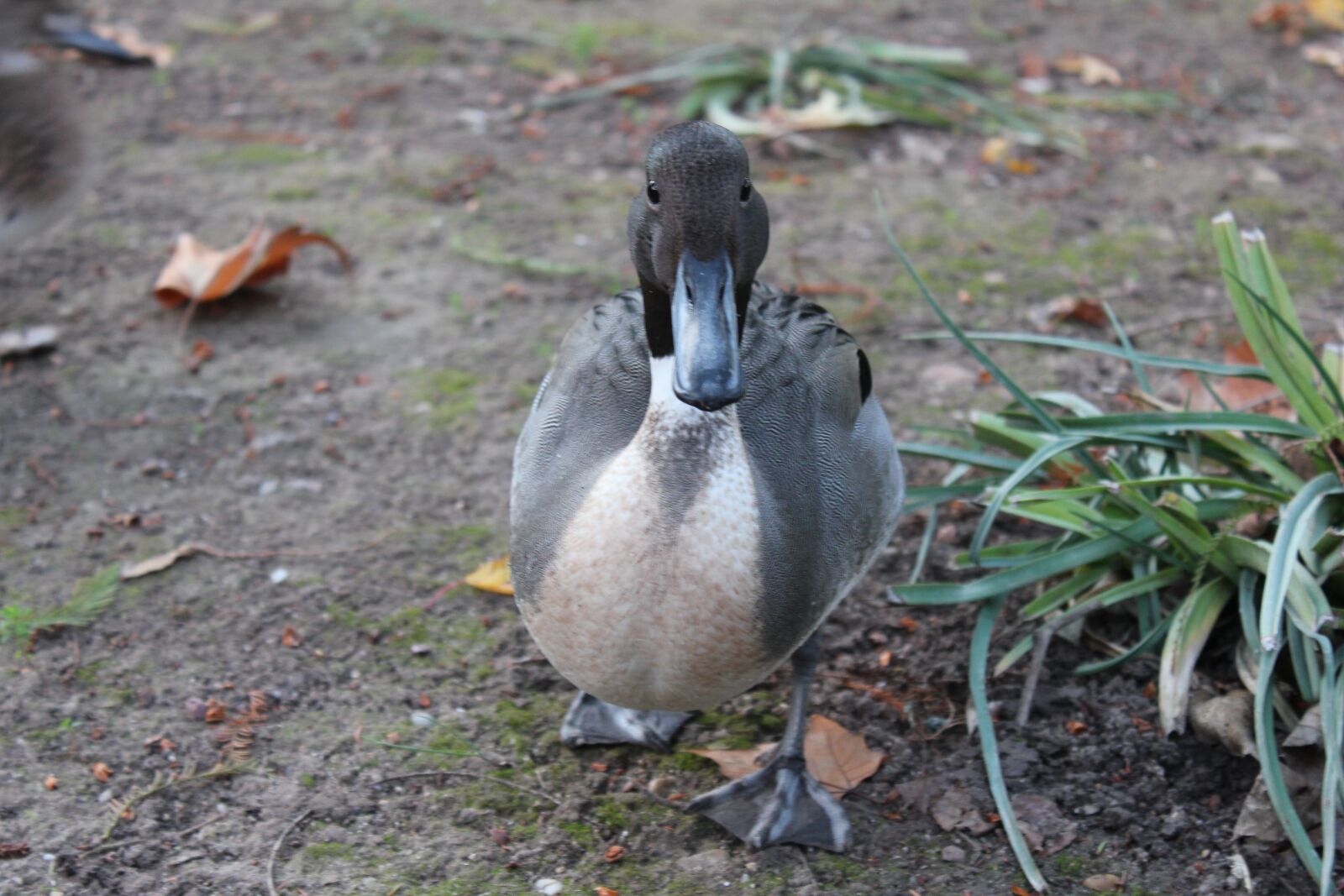 Canon EOS 550D (EOS Rebel T2i / EOS Kiss X4) sample photo. Duck, nature, wild photography