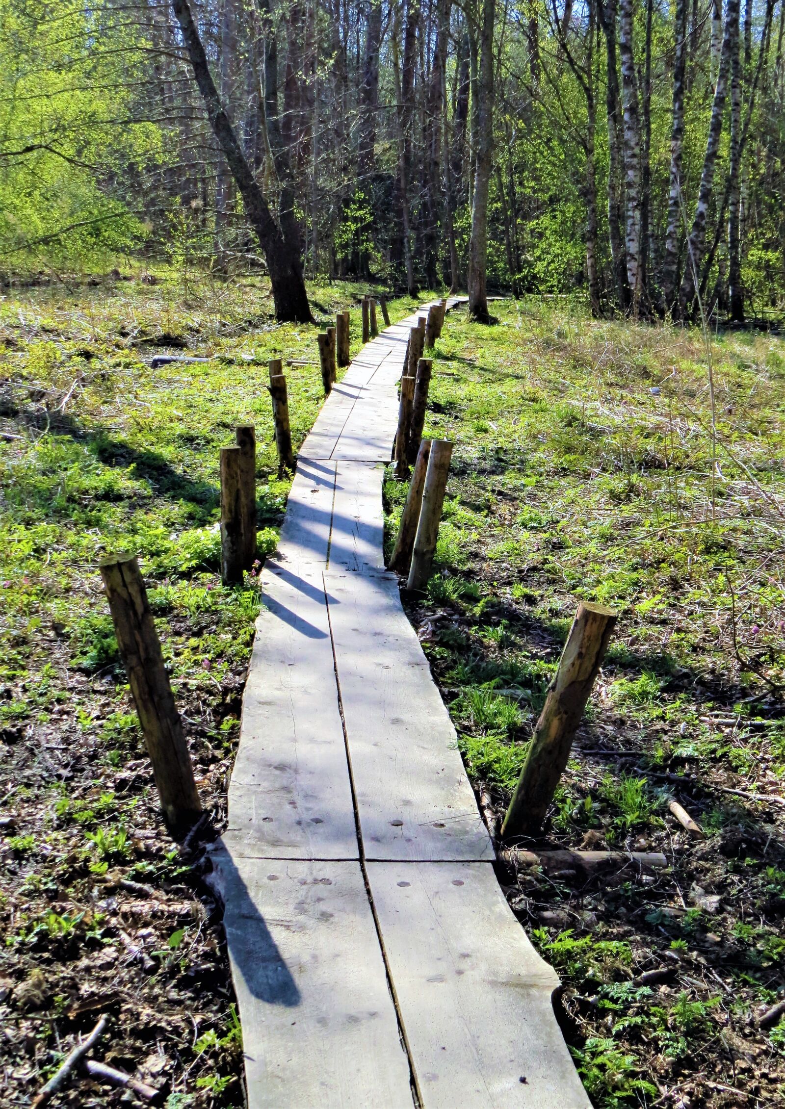 Canon PowerShot SX50 HS sample photo. Duckboards, swamp, boards photography