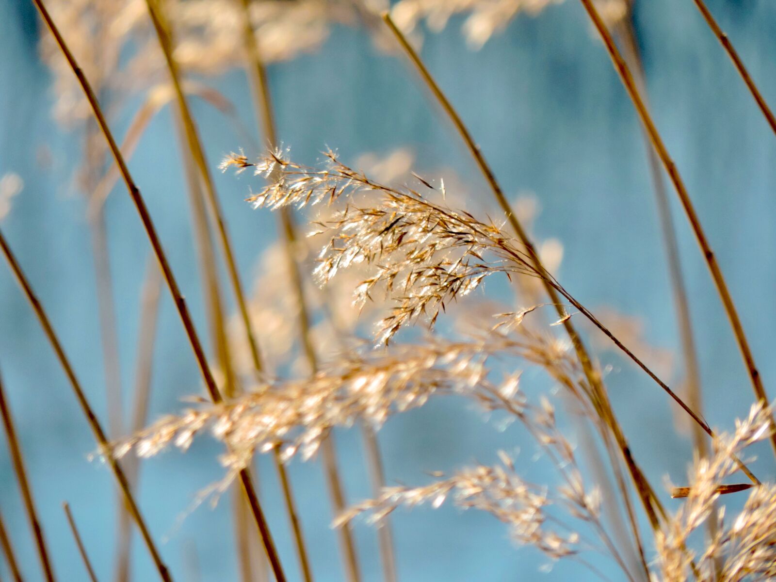 Nikon Coolpix P520 sample photo. Grasses, plant, nature photography