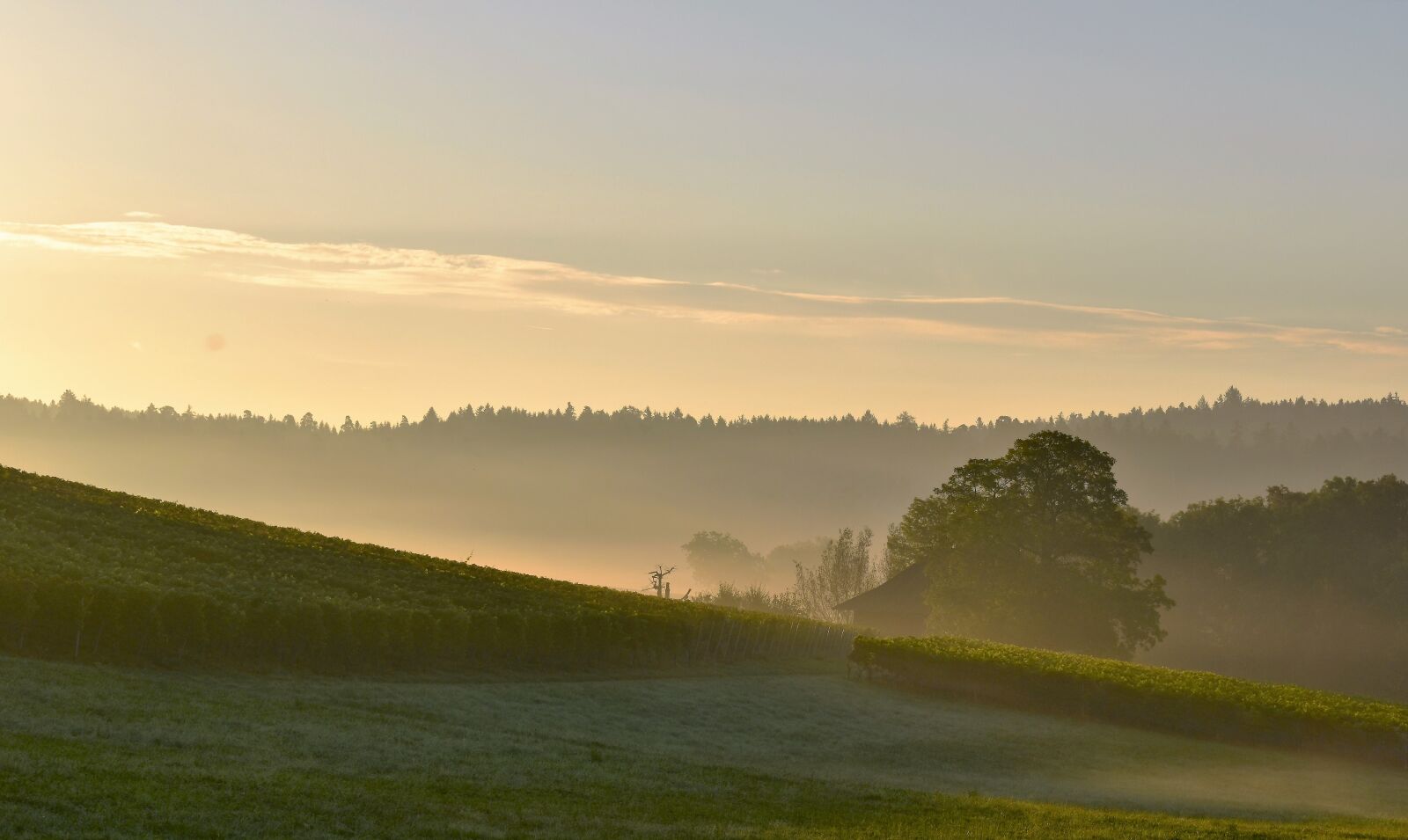 Nikon D5500 sample photo. Morgenstimmung, sunrise, skies photography