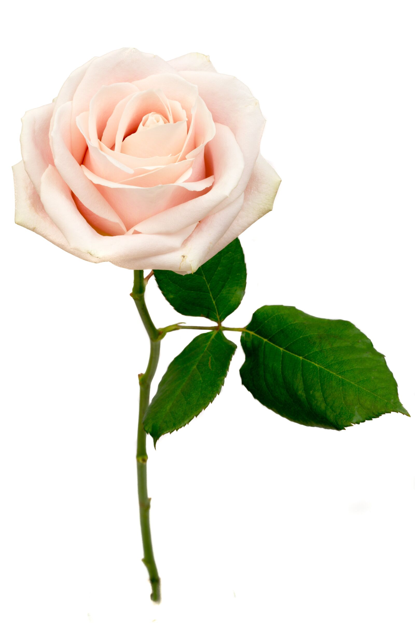 Canon EOS 6D sample photo. Rose, flower, macro photography