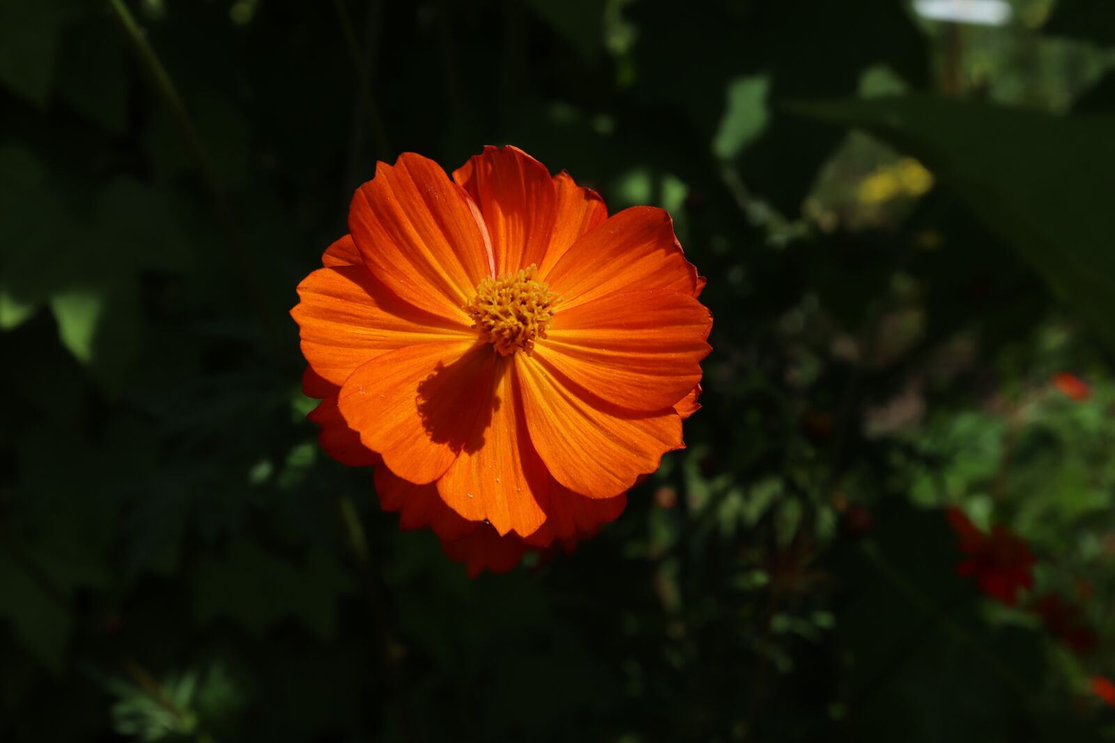 Canon EOS 800D (EOS Rebel T7i / EOS Kiss X9i) sample photo. Flowers, plants, dark orange photography