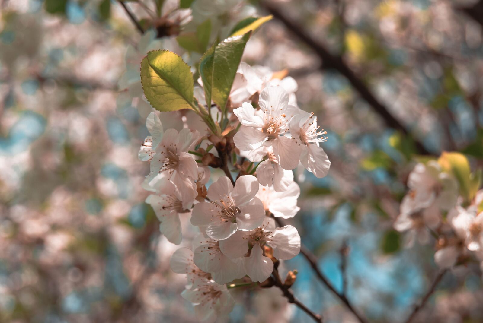 Sony Alpha DSLR-A230 sample photo. Spring, pink, flowers photography