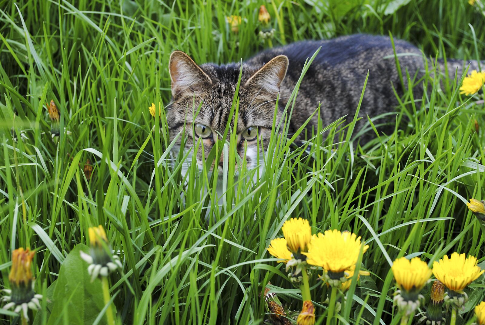 Nikon D3000 sample photo. Cat, grass, kitten photography