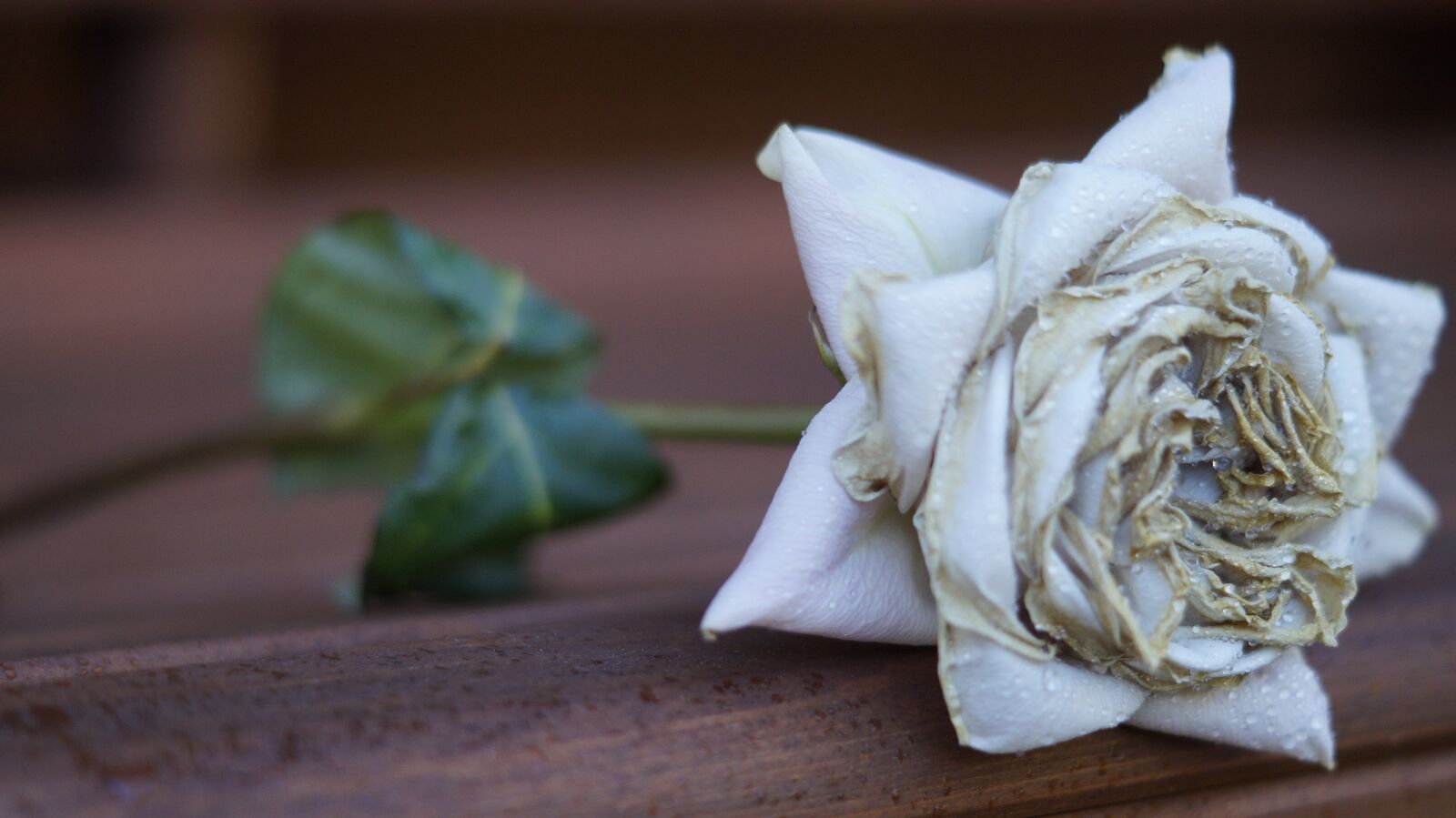 Sony DT 50mm F1.8 SAM sample photo. Rose, flower, single rose photography