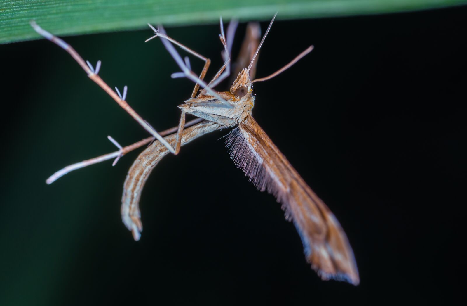 #124 65/2.8 sample photo. Bespozvonochnoe, insect, no one photography