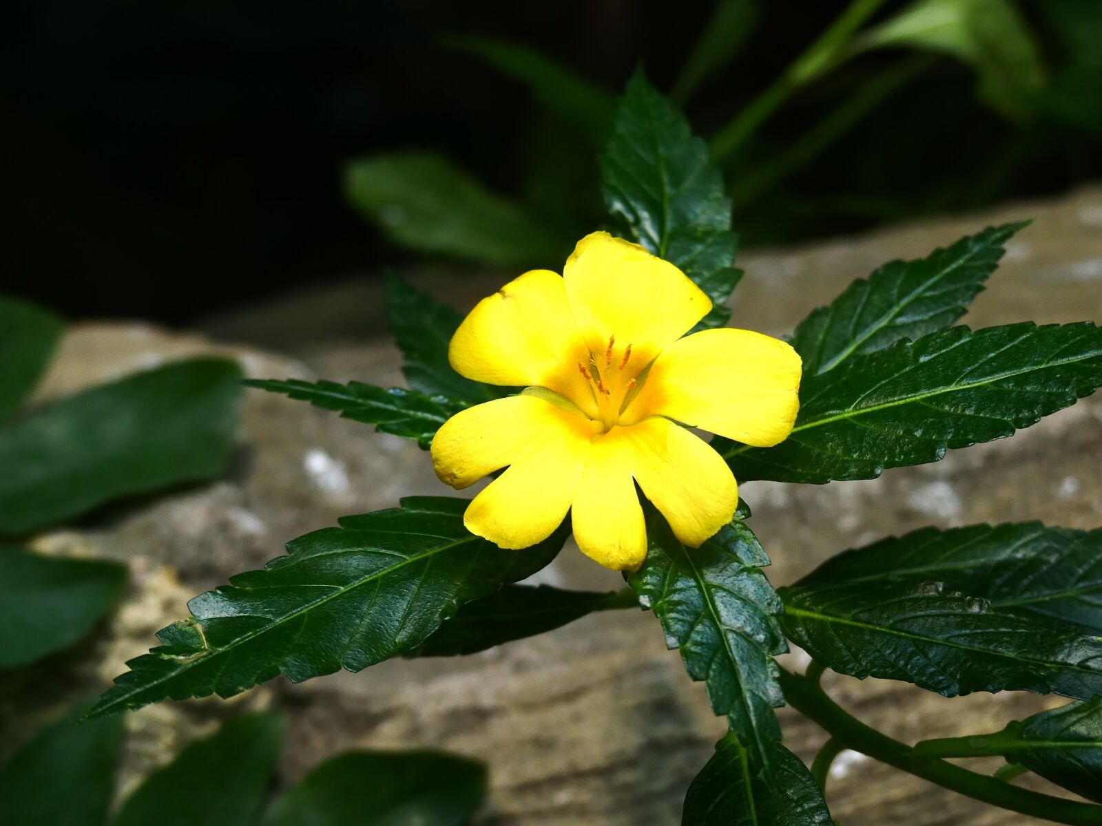 Panasonic Lumix DMC-FZ300 sample photo. Flower, blossom, bloom photography