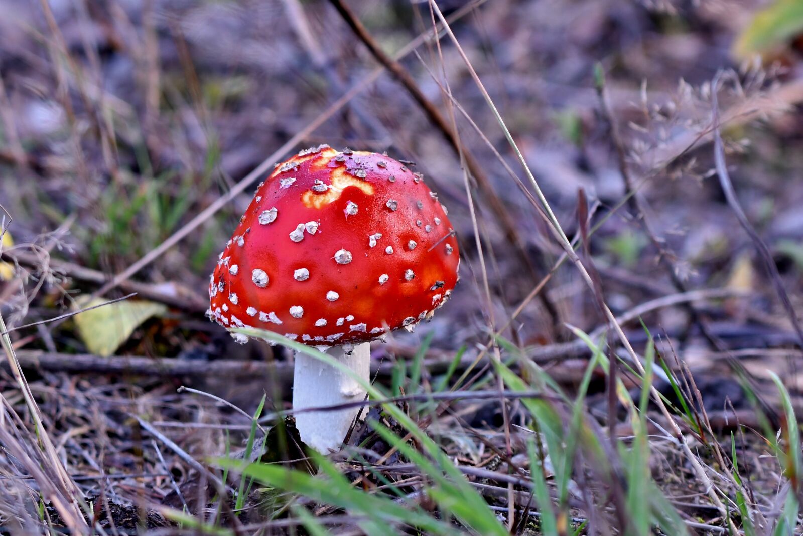 Nikon D500 sample photo. Mushroom, fly agaric, forest photography