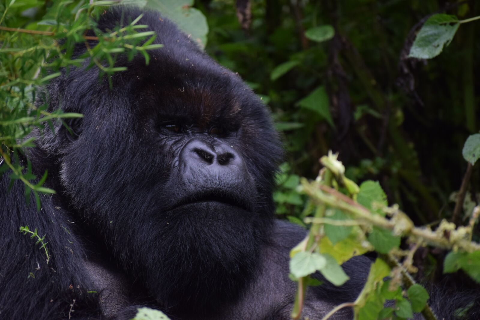 Nikon D5300 sample photo. Silverback, rwanda, mountain gorilla photography