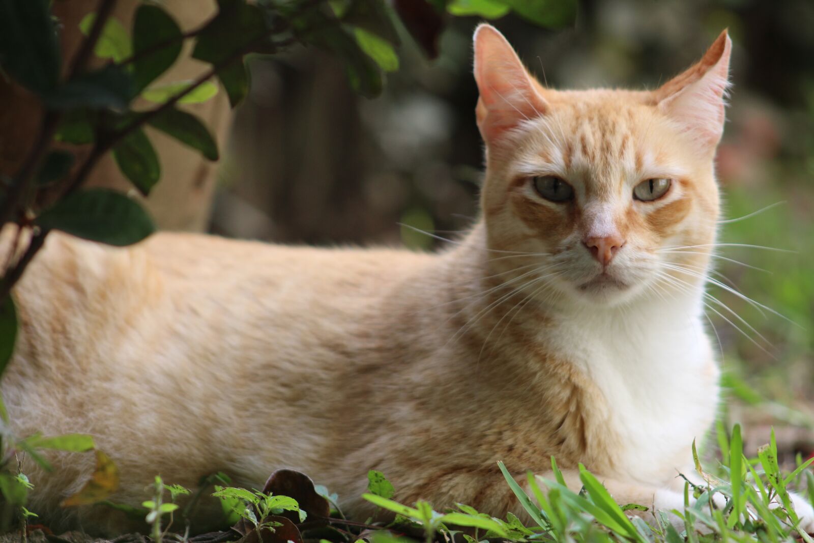 Canon EOS 1300D (EOS Rebel T6 / EOS Kiss X80) sample photo. Cat, feline, pet photography