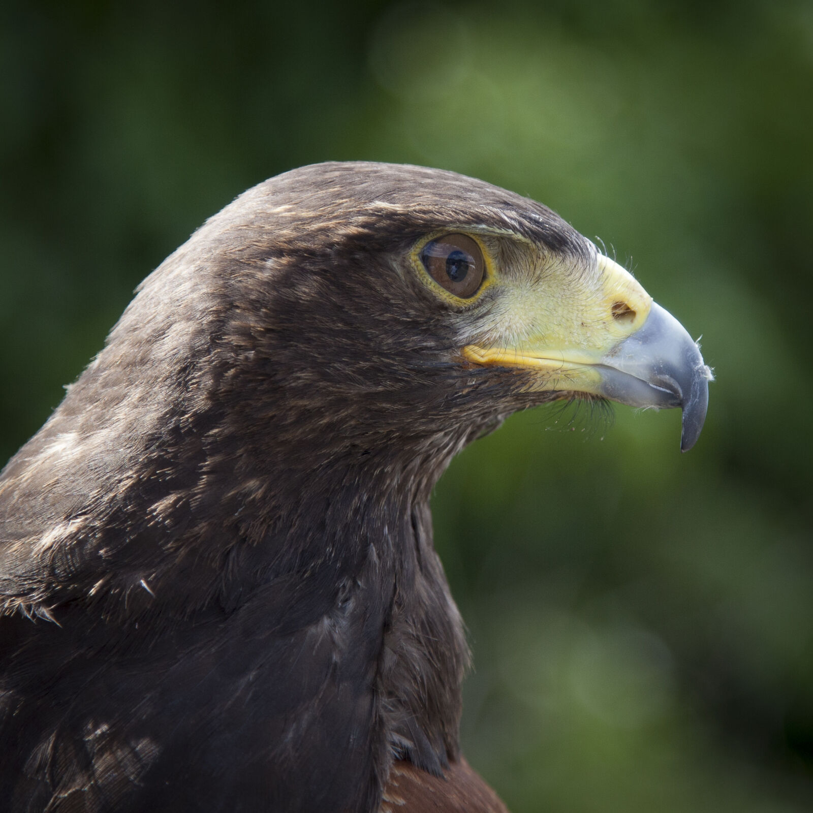 Canon EOS 5D Mark II sample photo. Nature, bird, eagle, raptor photography