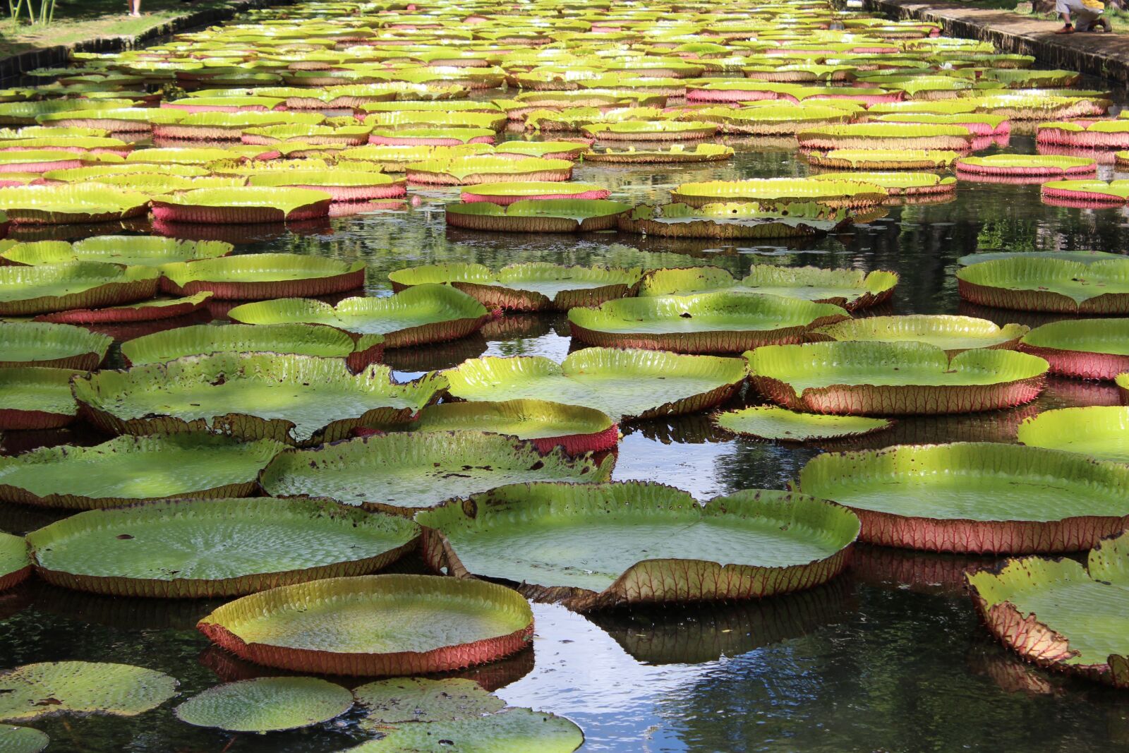 Canon EOS 1200D (EOS Rebel T5 / EOS Kiss X70 / EOS Hi) sample photo. Mauritius, aquatic plant, water photography