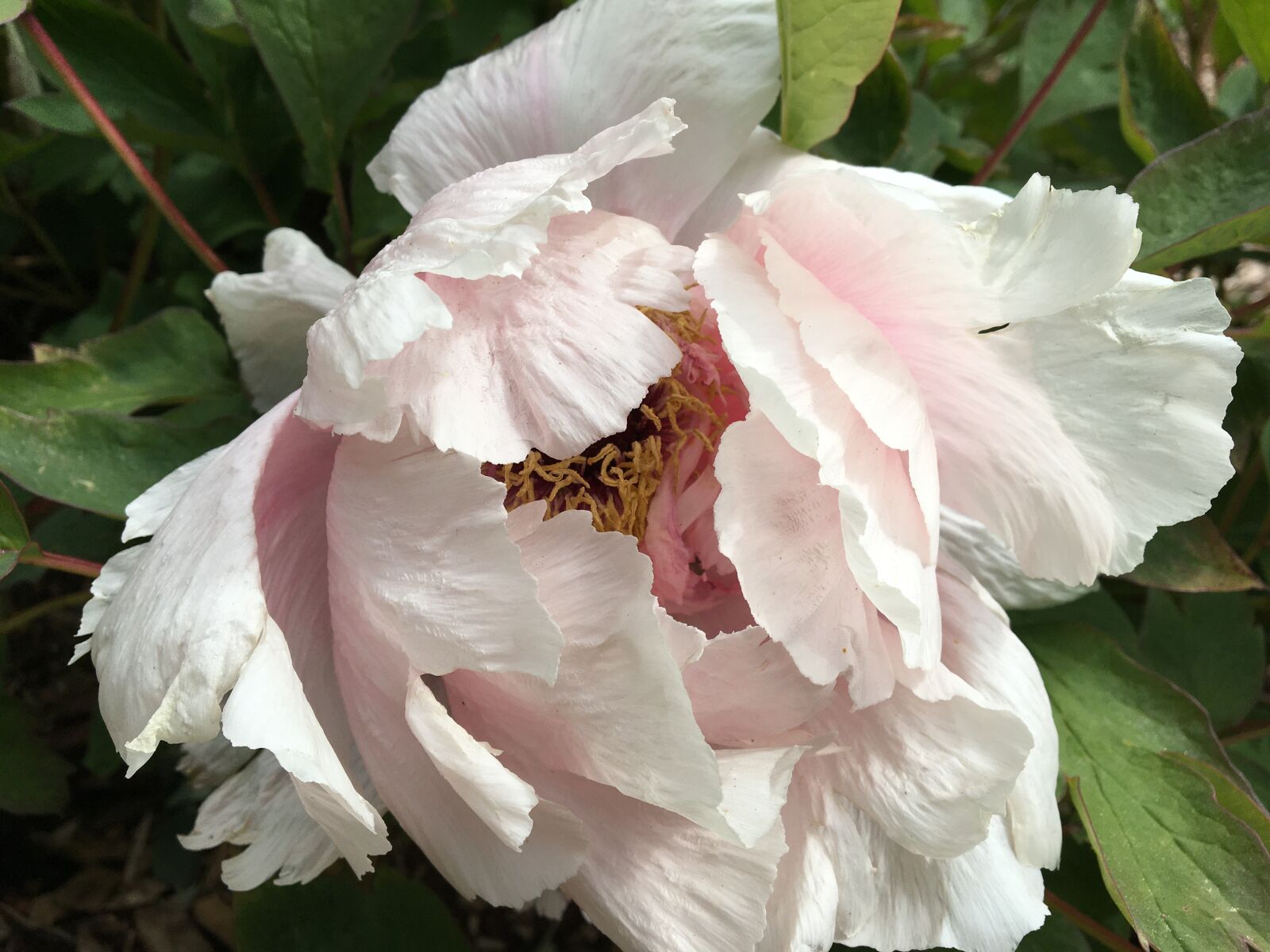 Apple iPhone 6s sample photo. Peony, pink, white photography