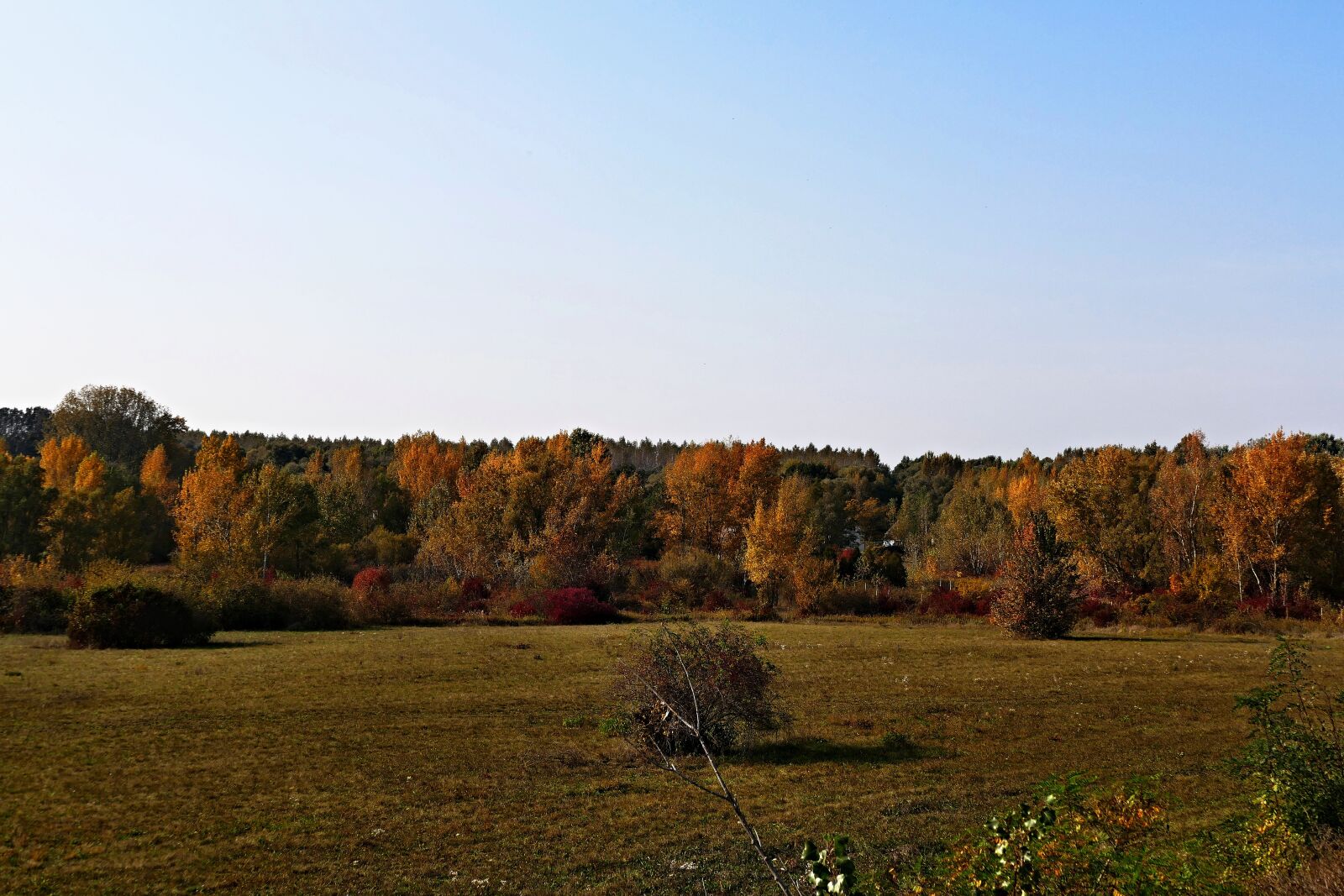 Panasonic Lumix DMC-FZ1000 sample photo. Nature, country, meadow photography