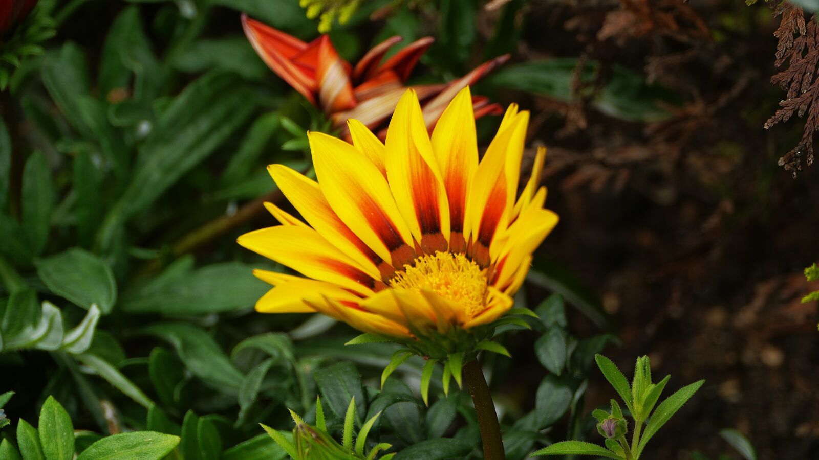 Panasonic Lumix DMC-GH3 sample photo. Flowers, this type, abstract photography