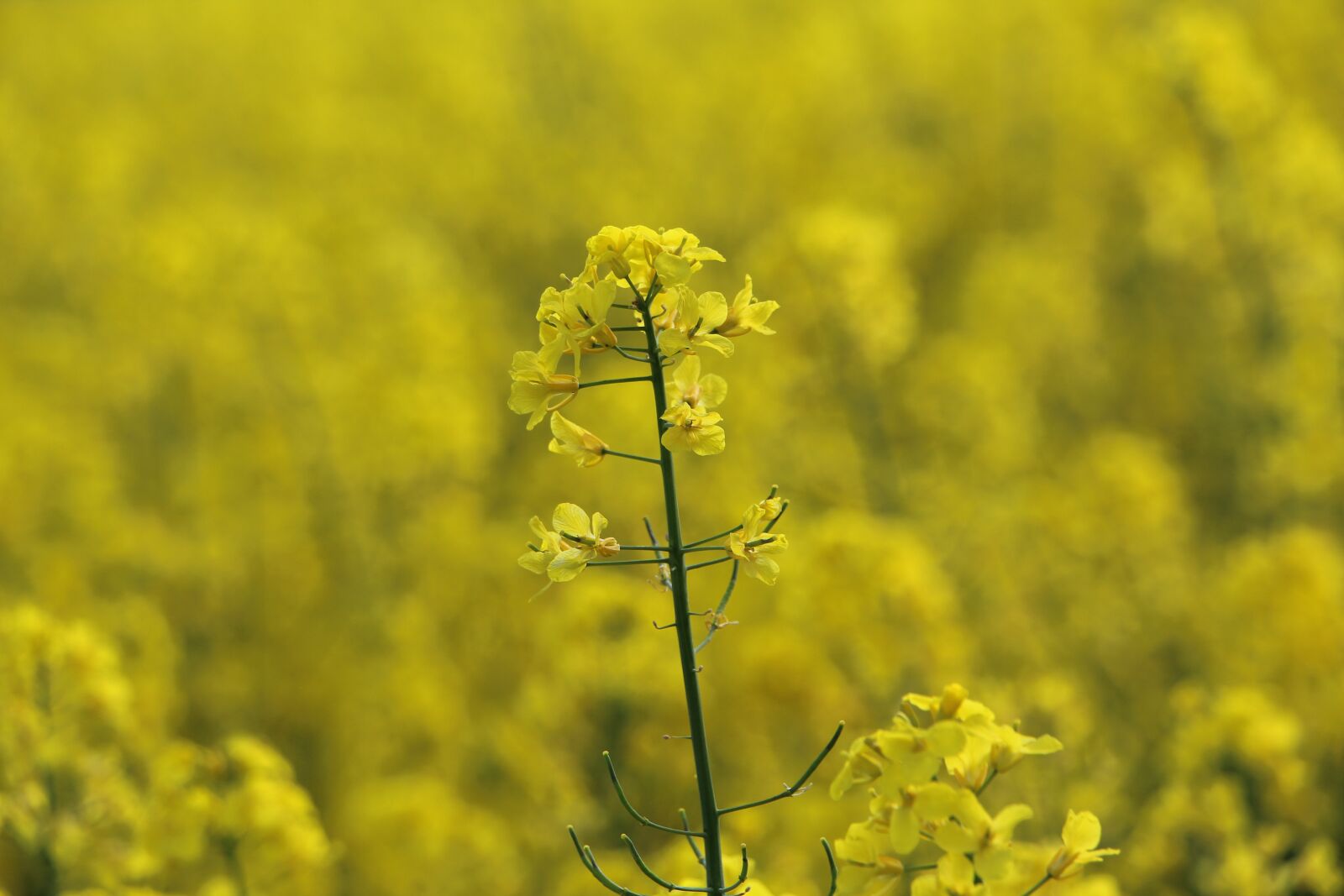 Canon EOS 1200D (EOS Rebel T5 / EOS Kiss X70 / EOS Hi) + Canon EF-S 18-135mm F3.5-5.6 IS STM sample photo. Oilseed rape, blossom, bloom photography